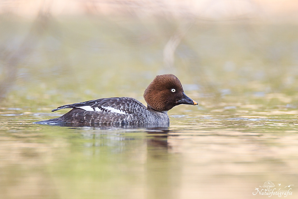 Tamron SP 150-600mm F5-6.3 Di VC USD sample photo. Schellente (weibchen) photography