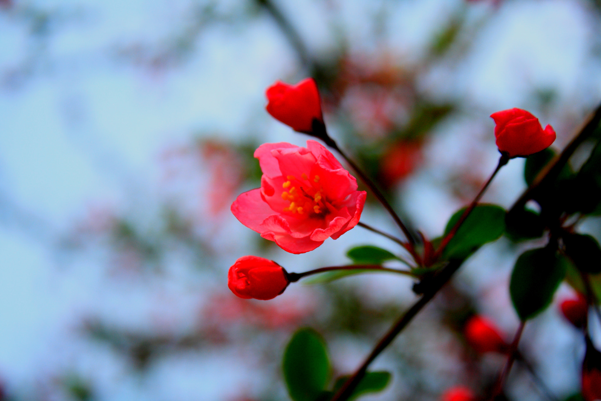 Canon EOS 1000D (EOS Digital Rebel XS / EOS Kiss F) sample photo. Red flower photography