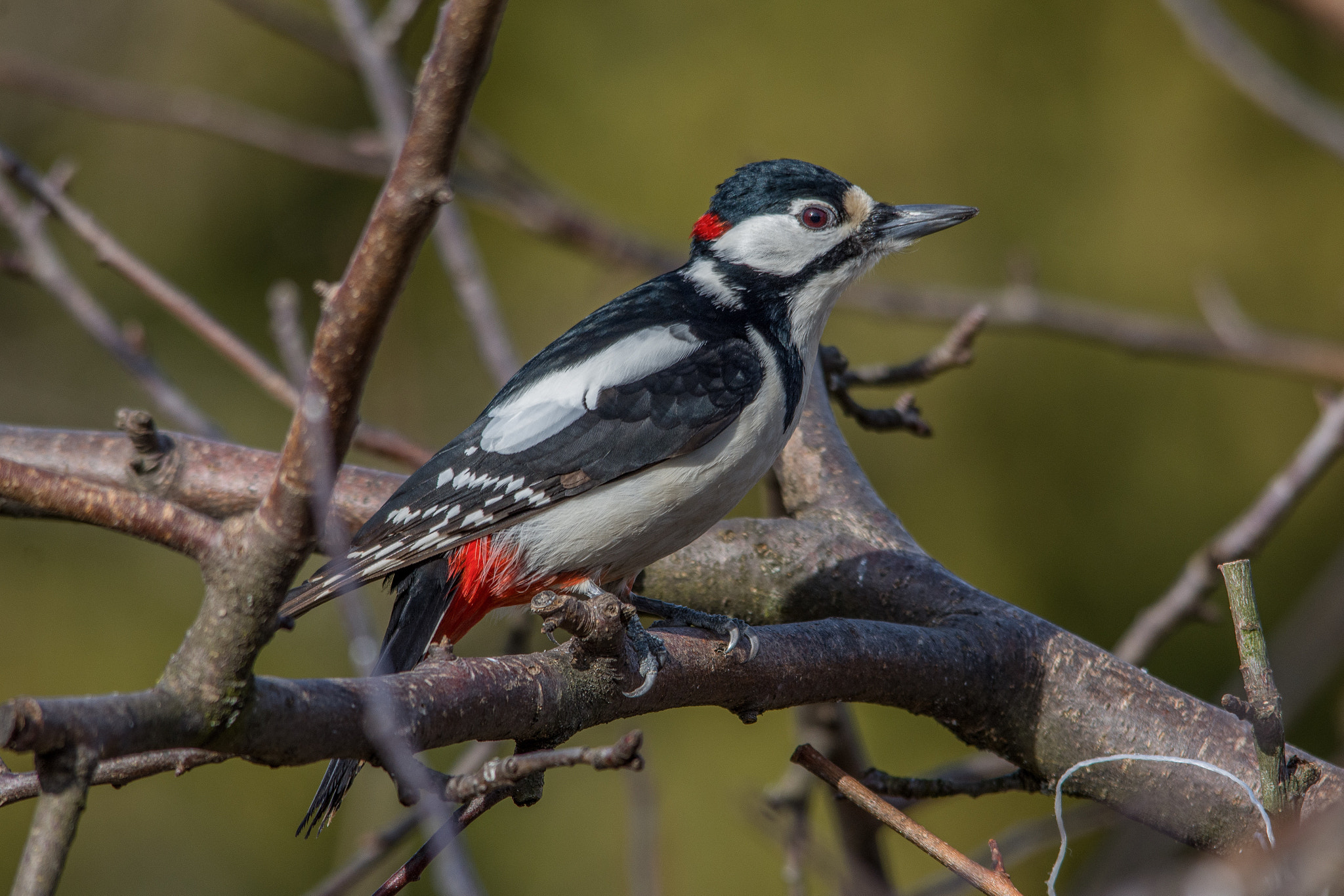 Sigma 150-500mm F5-6.3 DG OS HSM sample photo. Great spotted woodpecker photography