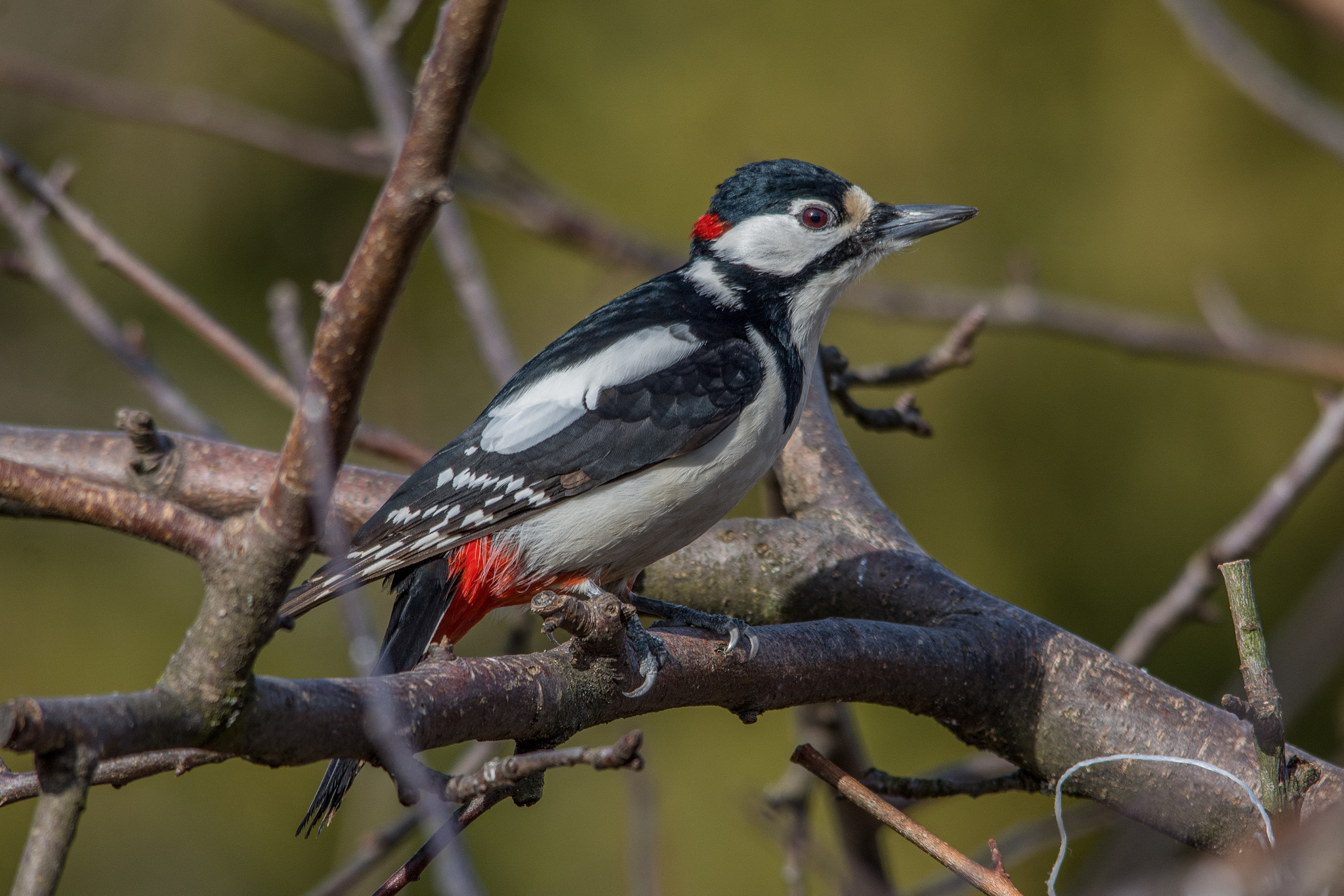 Nikon D7200 sample photo. Great spotted woodpecker photography