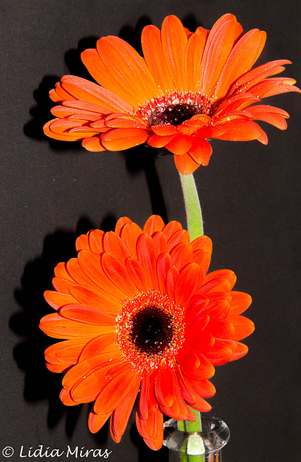 Sigma 18-200mm f/3.5-6.3 DC OS sample photo. Flors photography