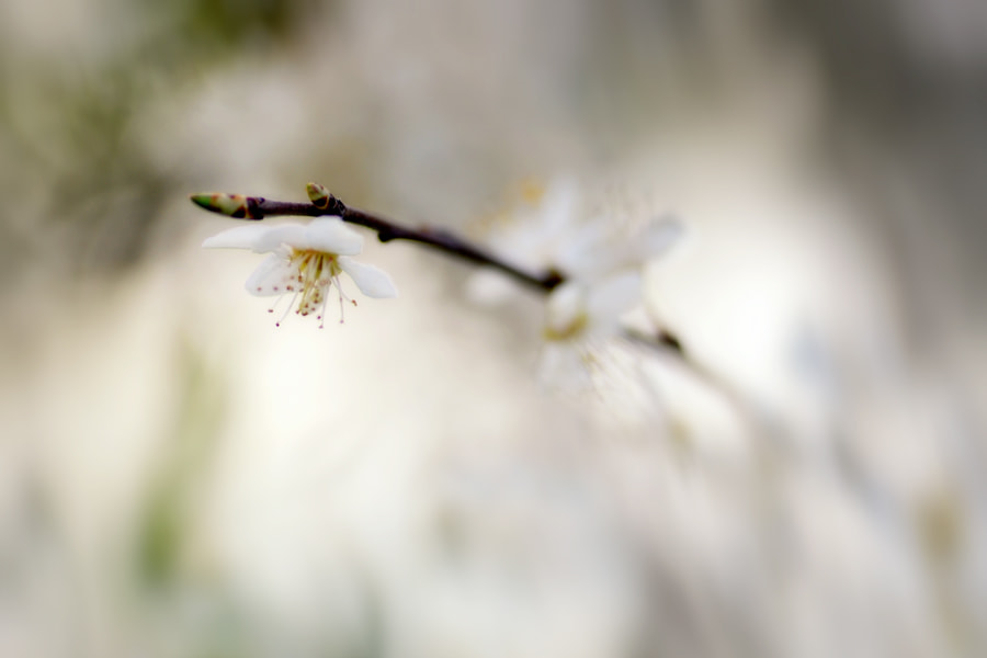 Sigma 18-200mm F3.5-6.3 DC OS HSM sample photo. La printanière photography