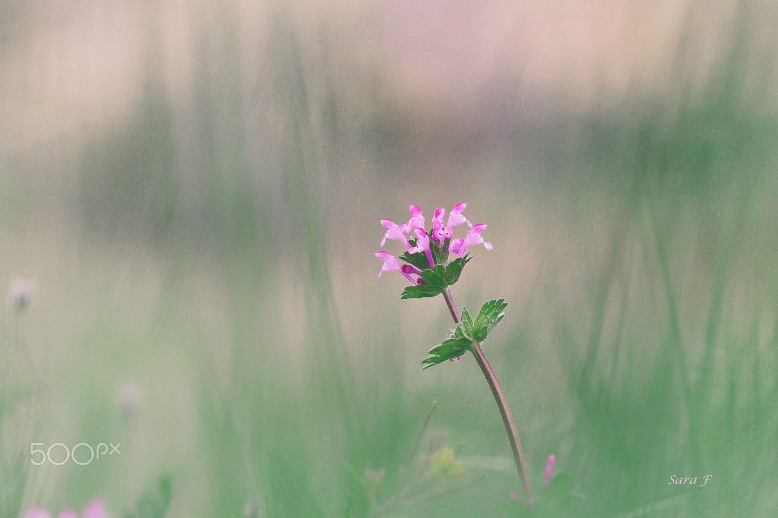 Canon EF 100mm F2.8L Macro IS USM sample photo. Lamium (conejitos) photography
