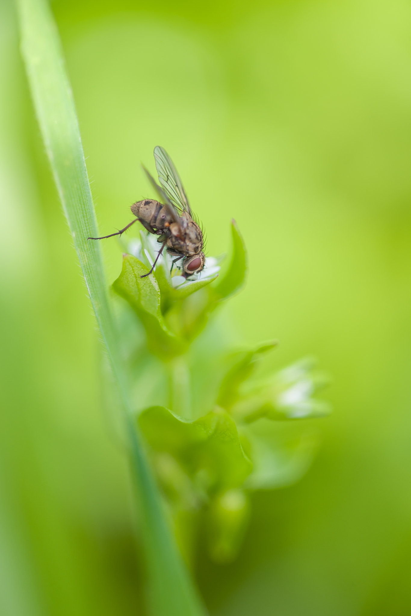 Sigma 105mm F2.8 EX DG OS HSM sample photo. A table !!!! photography