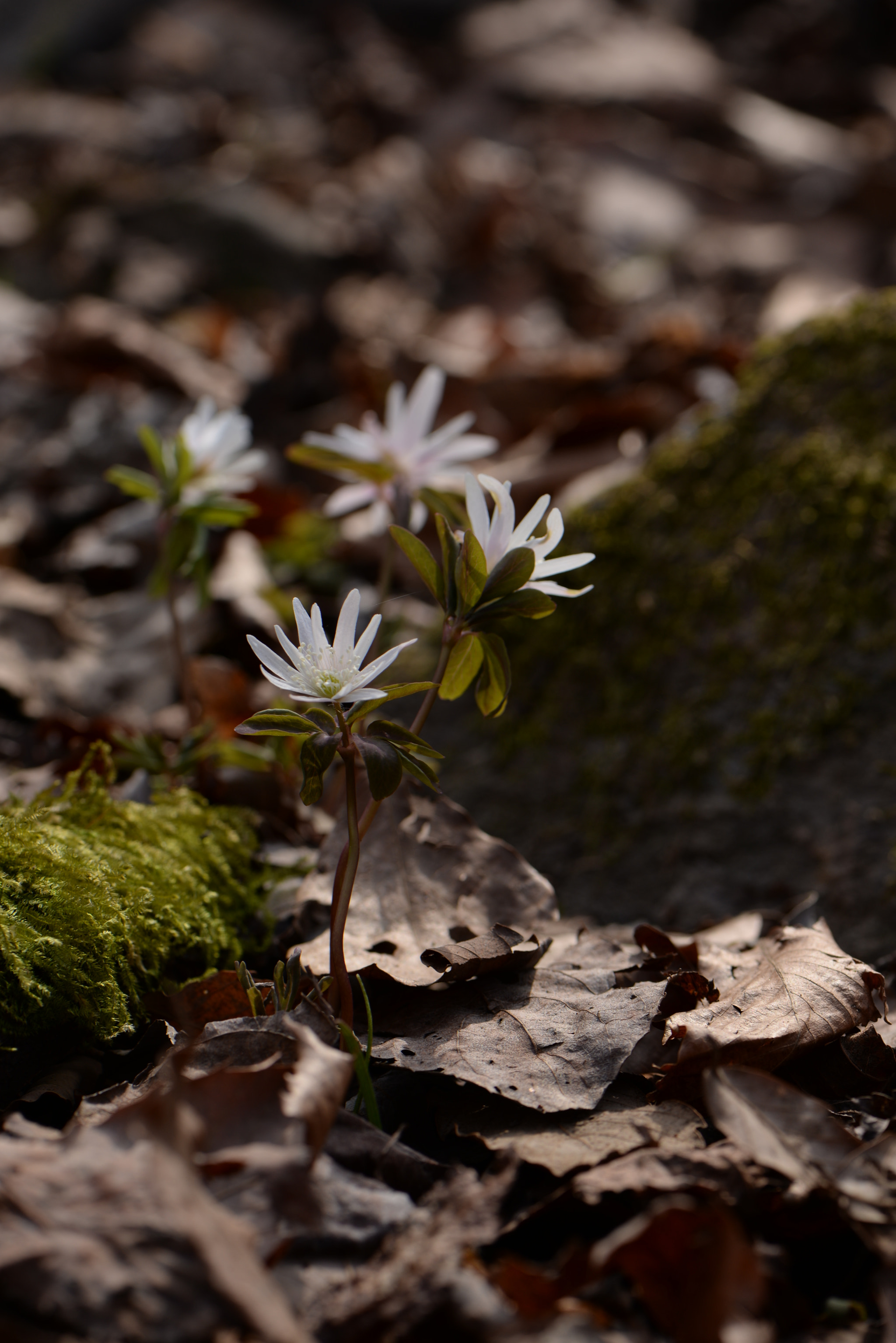 Nikon AF-S Micro-Nikkor 105mm F2.8G IF-ED VR sample photo