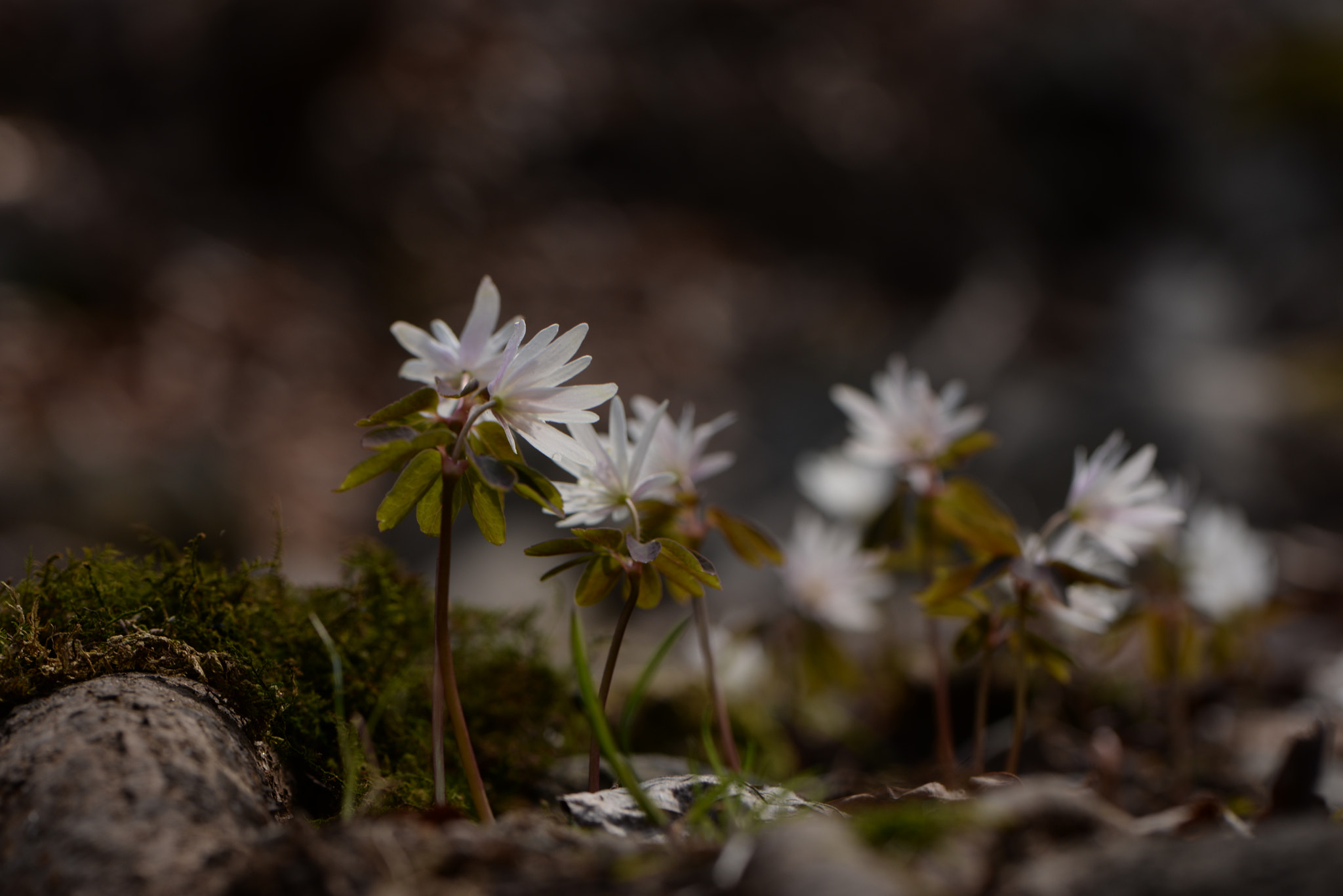 Nikon AF-S Micro-Nikkor 105mm F2.8G IF-ED VR sample photo
