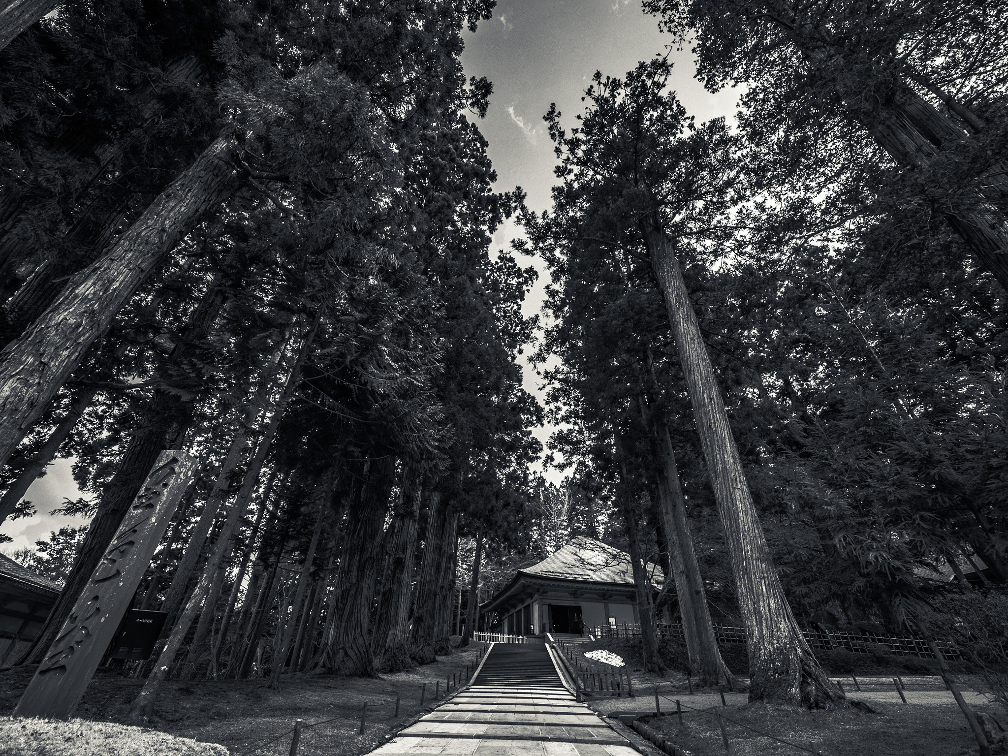 Panasonic Lumix DMC-GH4 + Olympus M.Zuiko Digital ED 7-14mm F2.8 PRO sample photo. Grove of trees photography