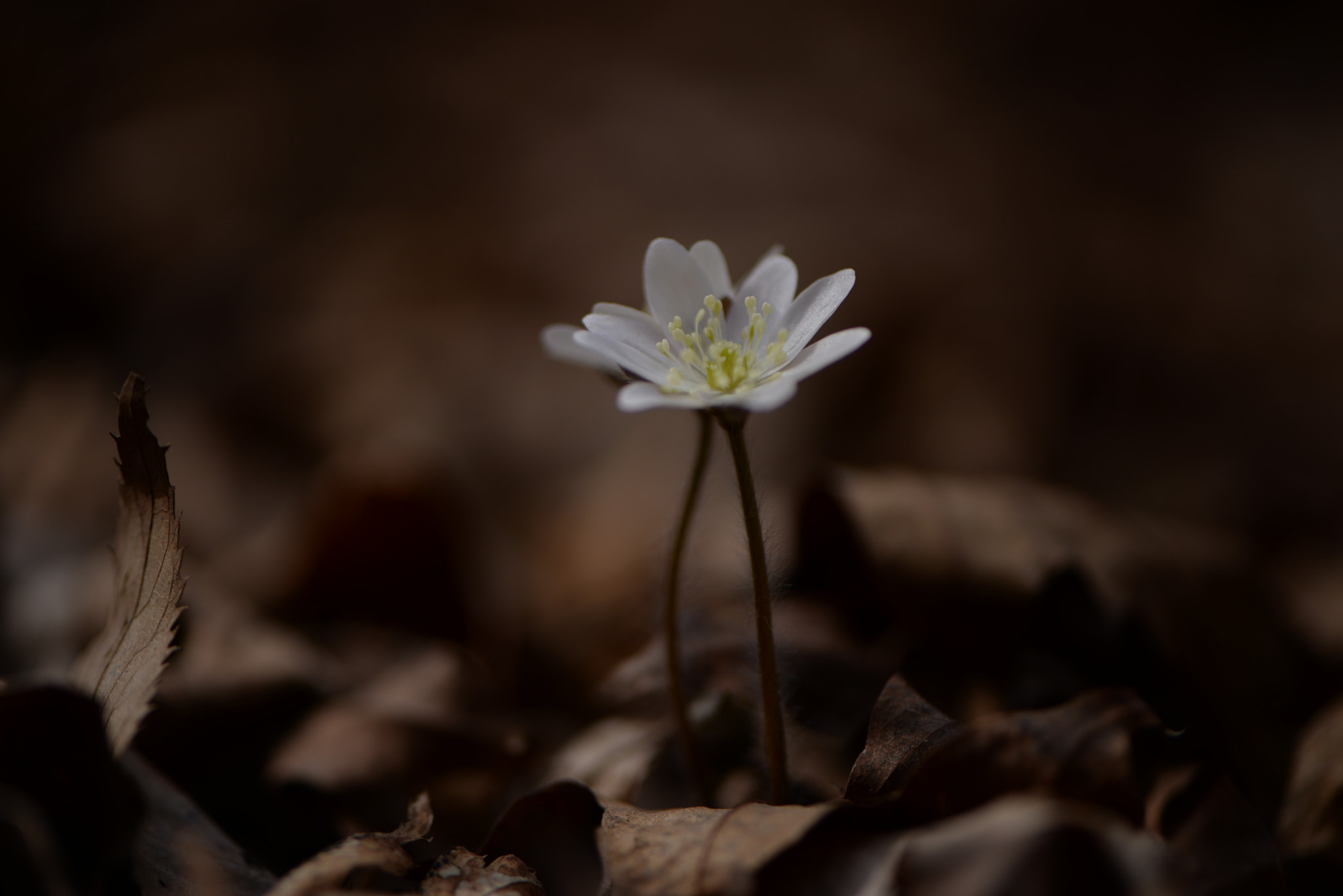 Nikon AF-S Micro-Nikkor 105mm F2.8G IF-ED VR sample photo