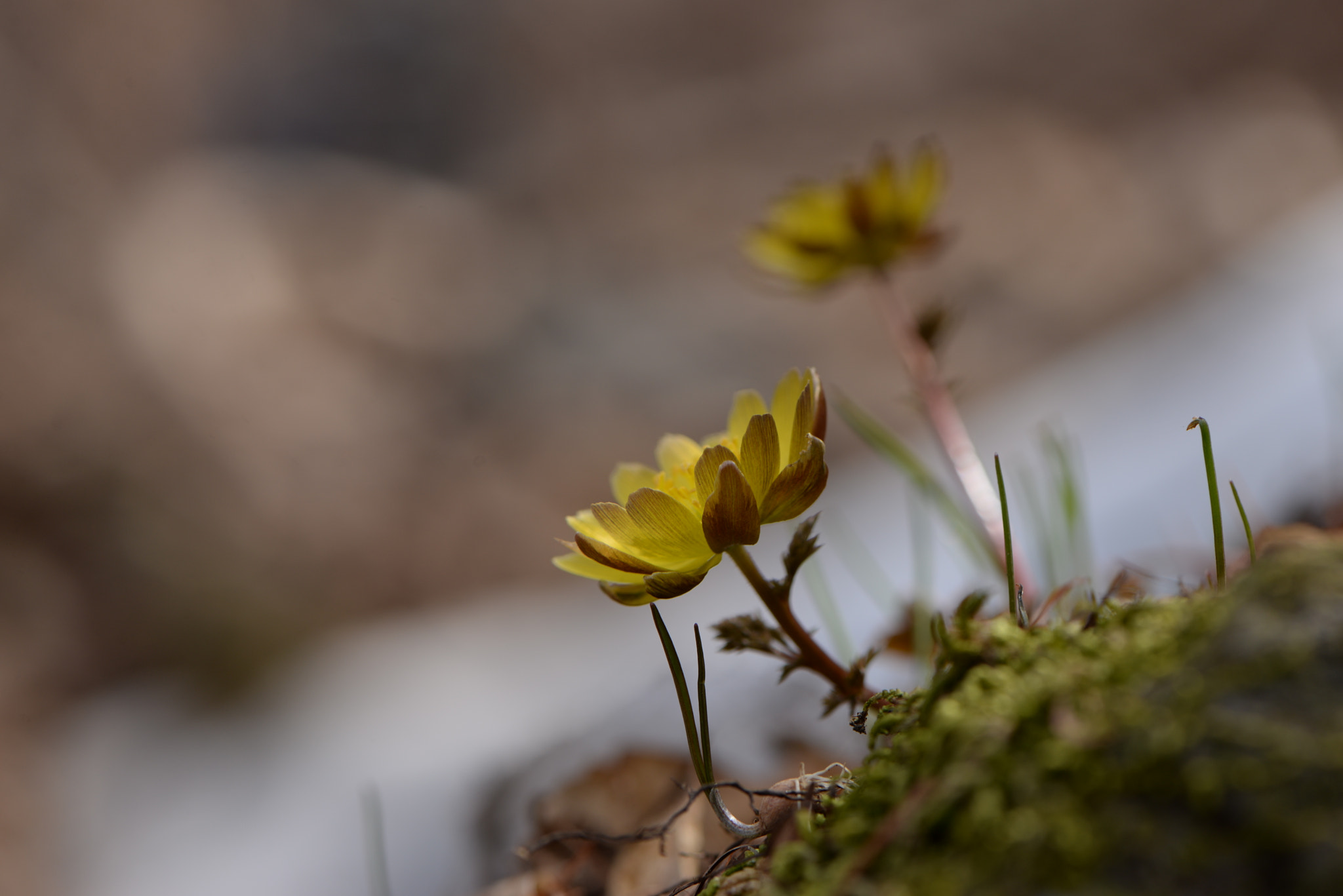 Nikon AF-S Micro-Nikkor 105mm F2.8G IF-ED VR sample photo
