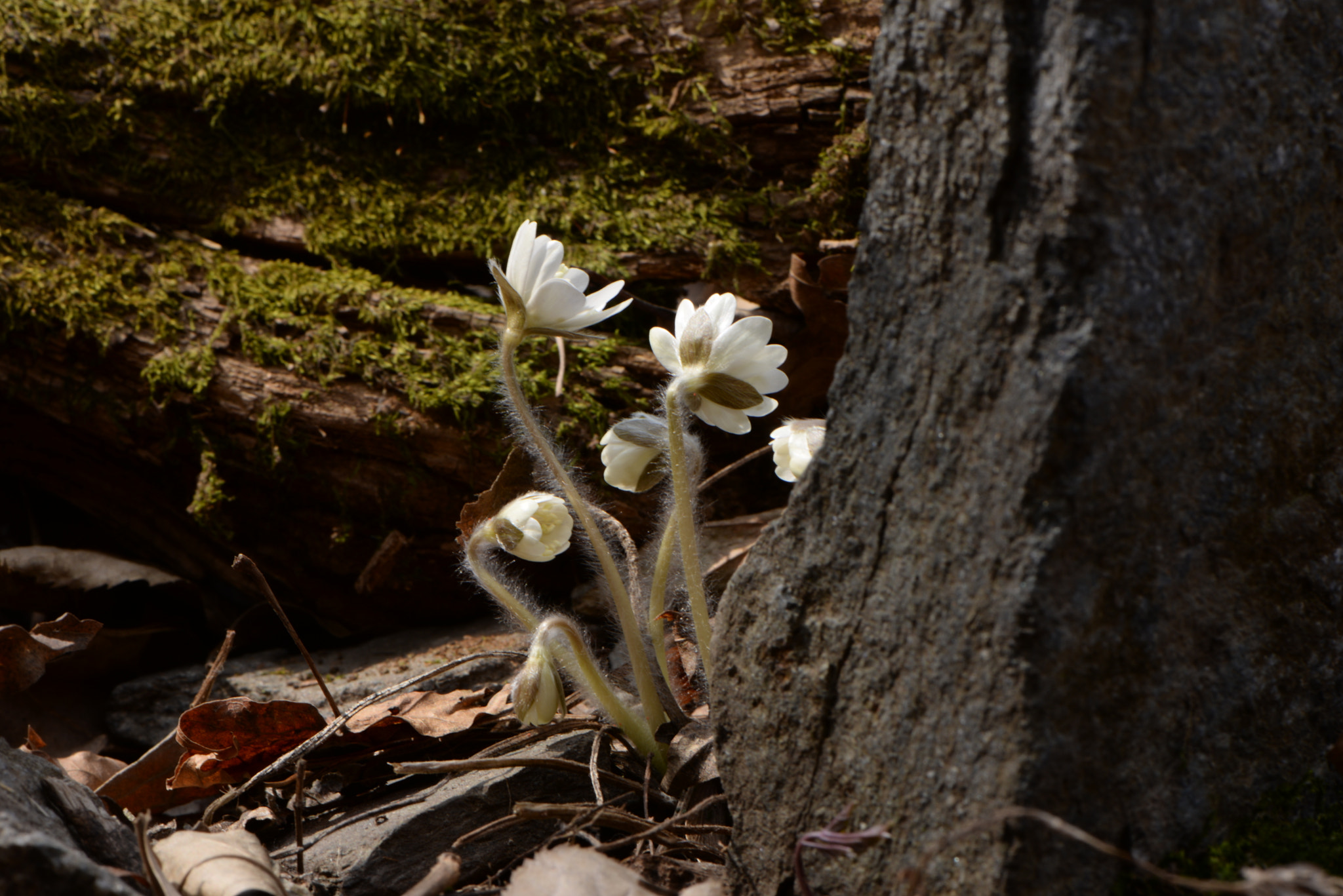 Nikon AF-S Micro-Nikkor 105mm F2.8G IF-ED VR sample photo