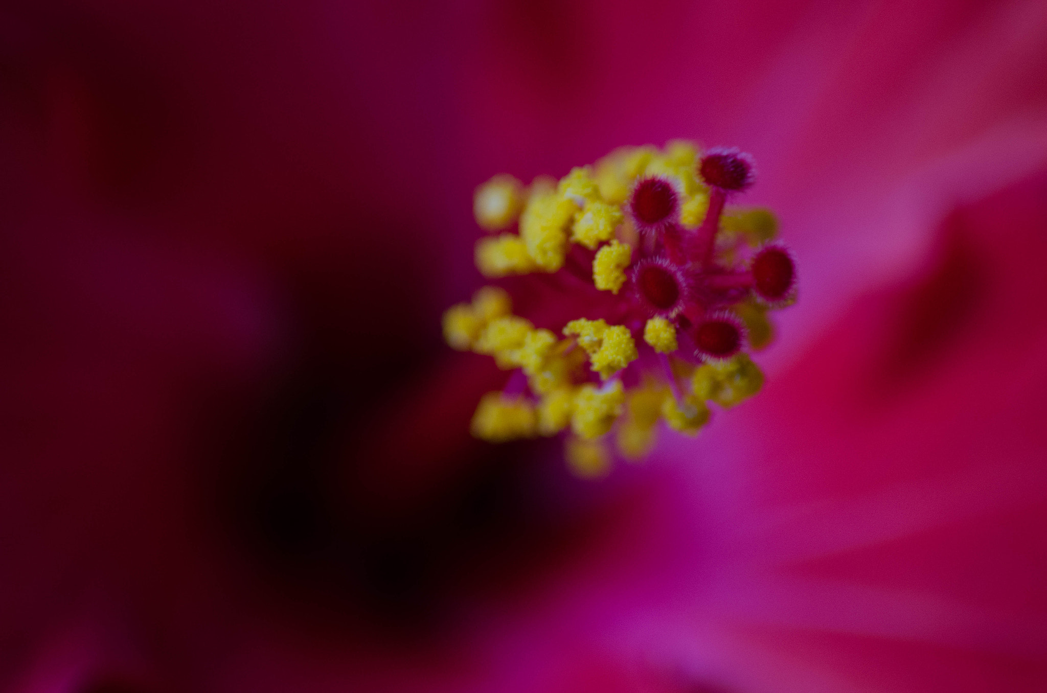 Nikon D5100 sample photo. Pink flower photography