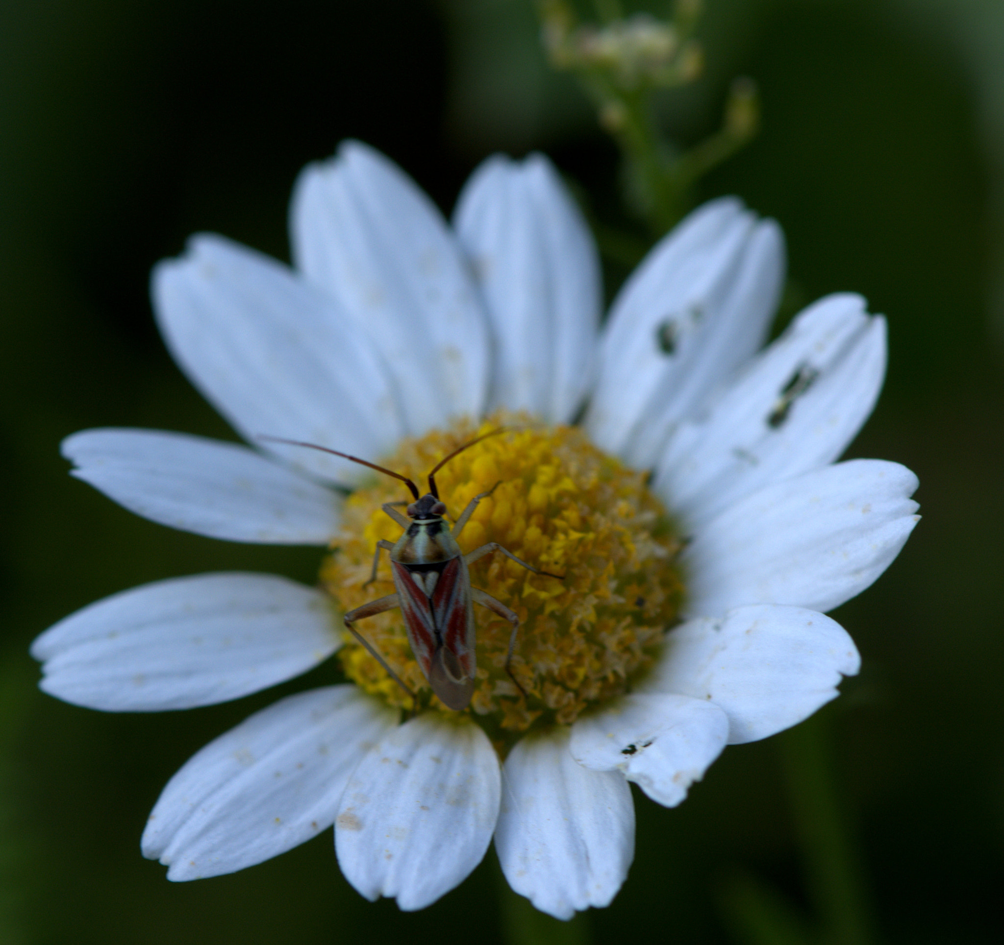 Nikon AF-S Micro-Nikkor 105mm F2.8G IF-ED VR sample photo. Insect photography