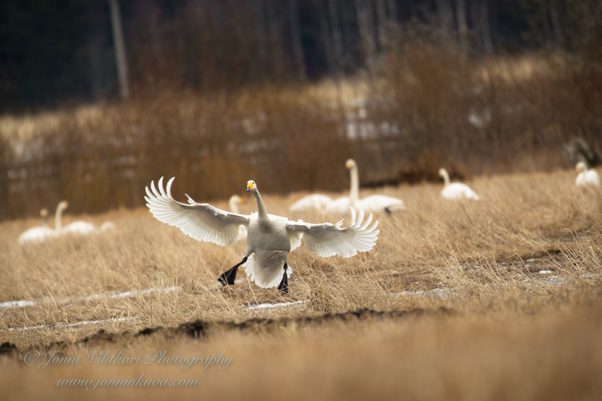 Canon EOS-1D Mark IV sample photo. Swan is landing. photography