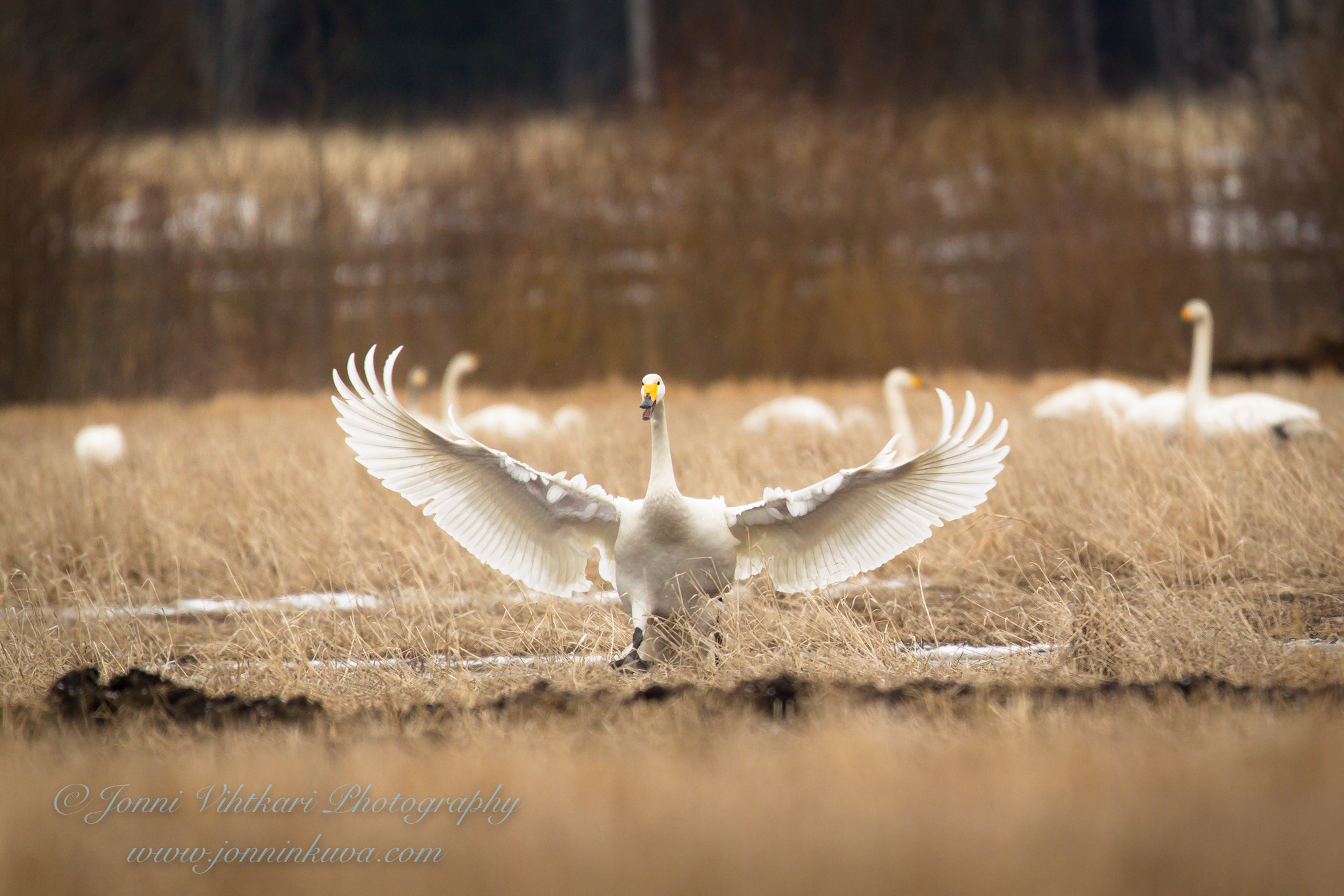 Canon EOS-1D Mark IV sample photo. Swan has landed. photography