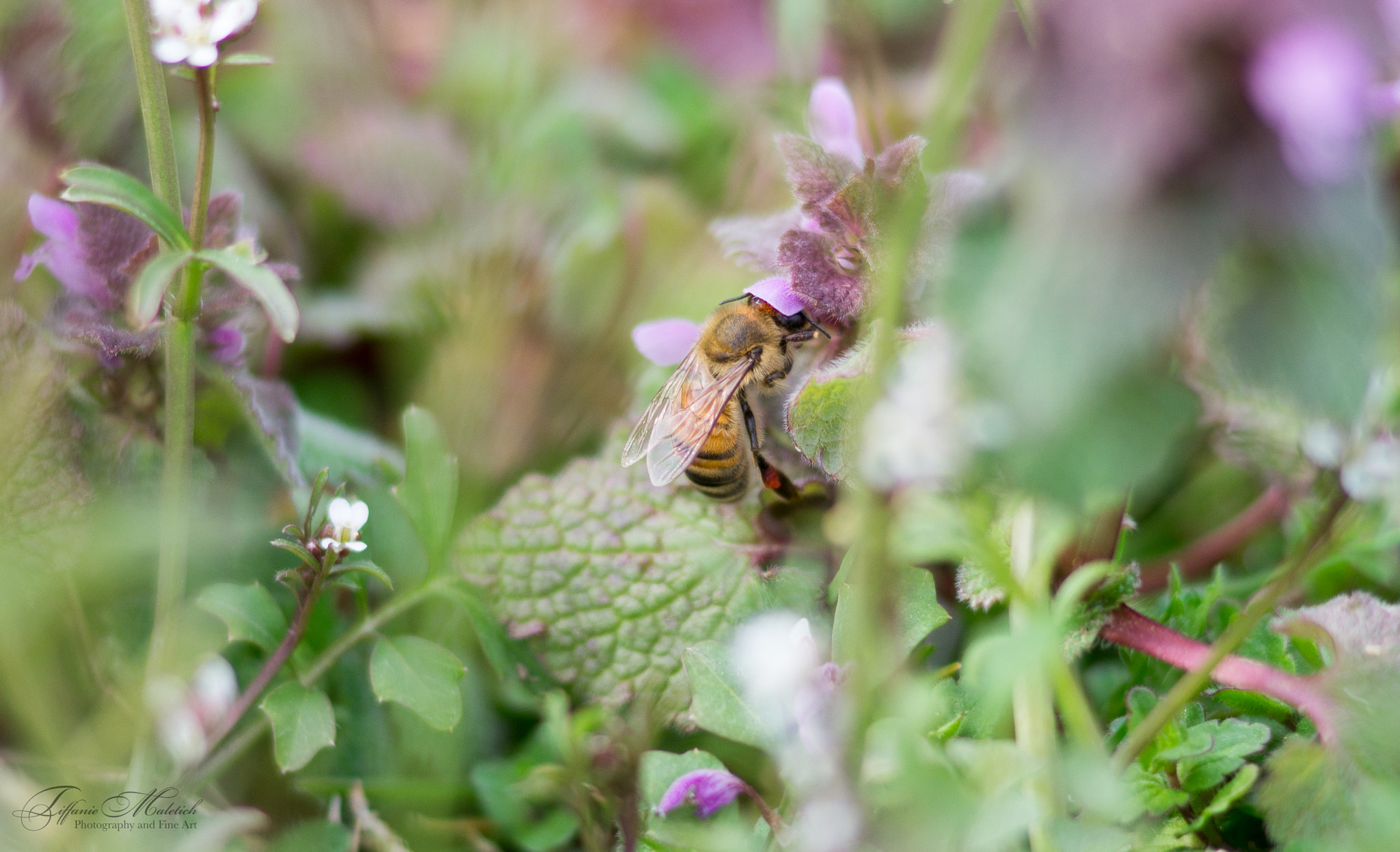 Sony 85mm F2.8 SAM sample photo. Honeybee photography