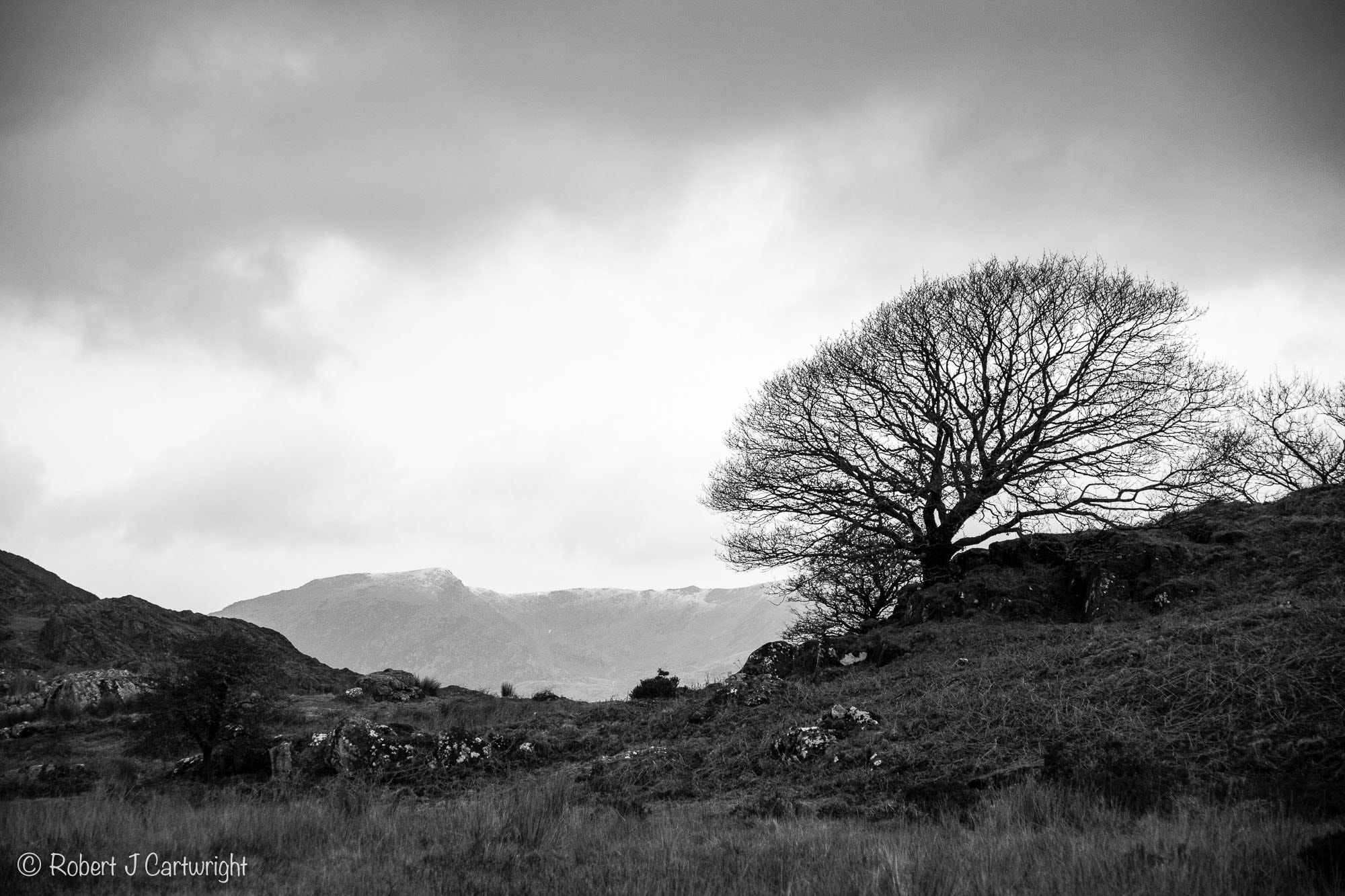 Canon EF 28-105mm f/3.5-4.5 USM sample photo. Tree photography