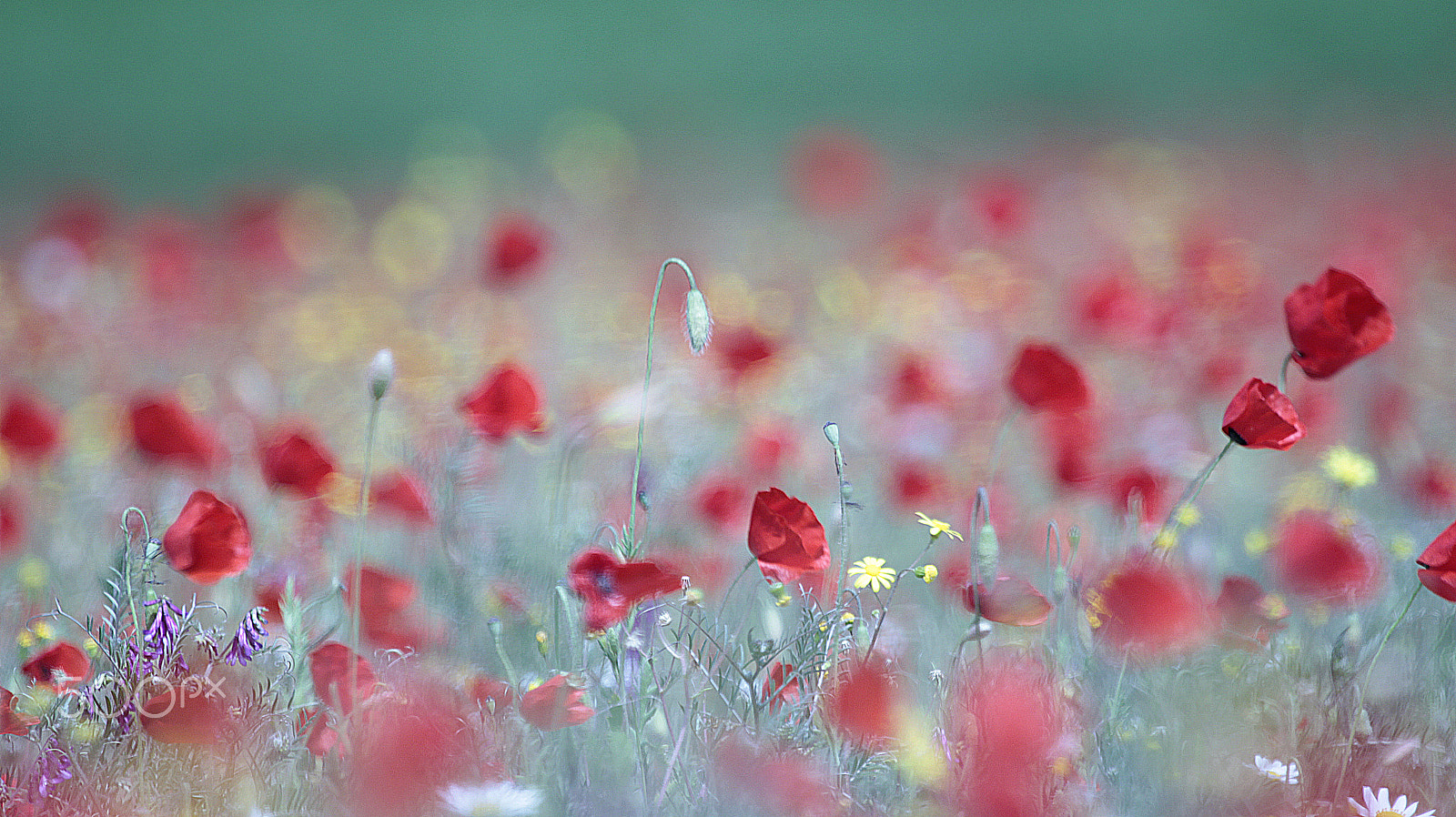 Canon EF 100-400mm F4.5-5.6L IS USM sample photo. Mg photography