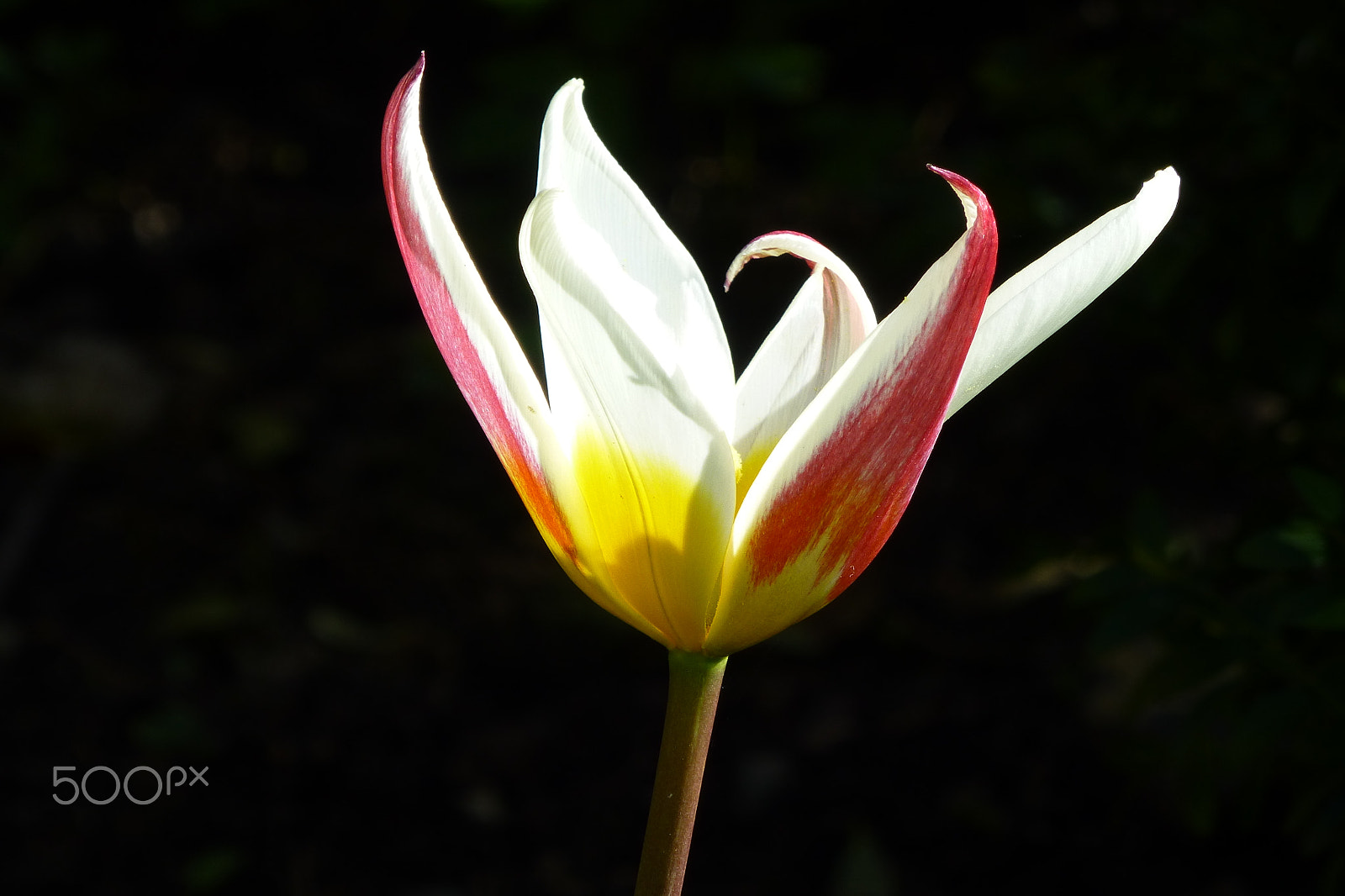 Panasonic Lumix DMC-ZS20 (Lumix DMC-TZ30) sample photo. "tulip in the sun" photography