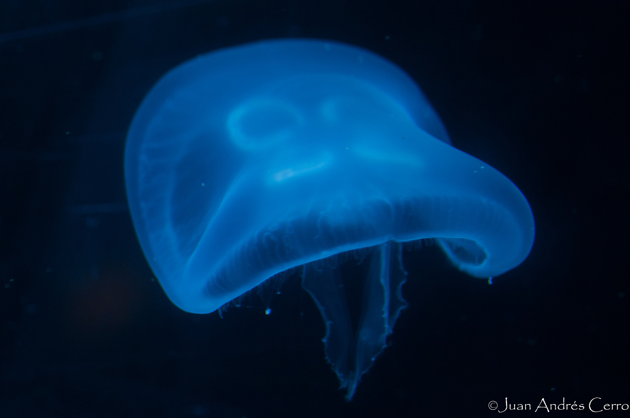 Sigma 105mm F2.8 EX DG OS HSM sample photo. Medusa photography