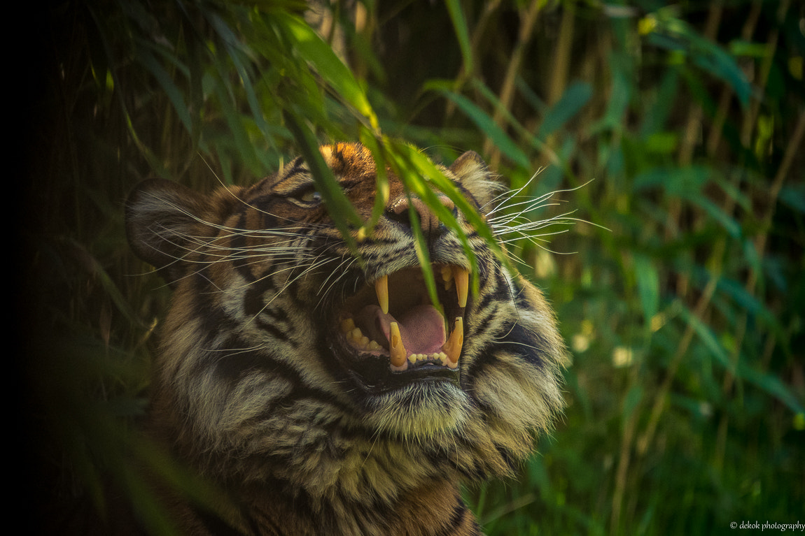 Nikon D500 sample photo. Sumatran tiger portrait photography