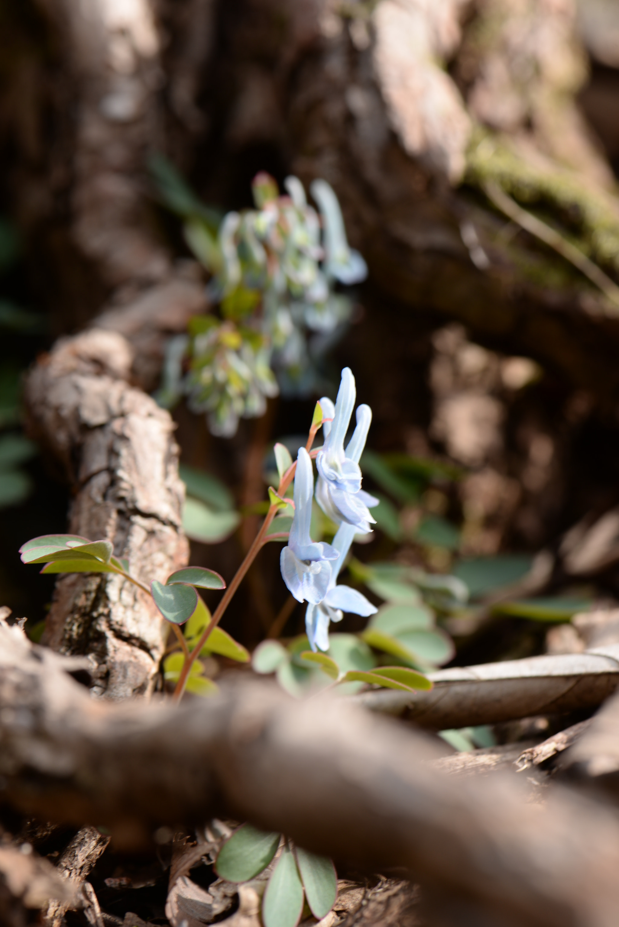 Nikon AF-S Micro-Nikkor 105mm F2.8G IF-ED VR sample photo