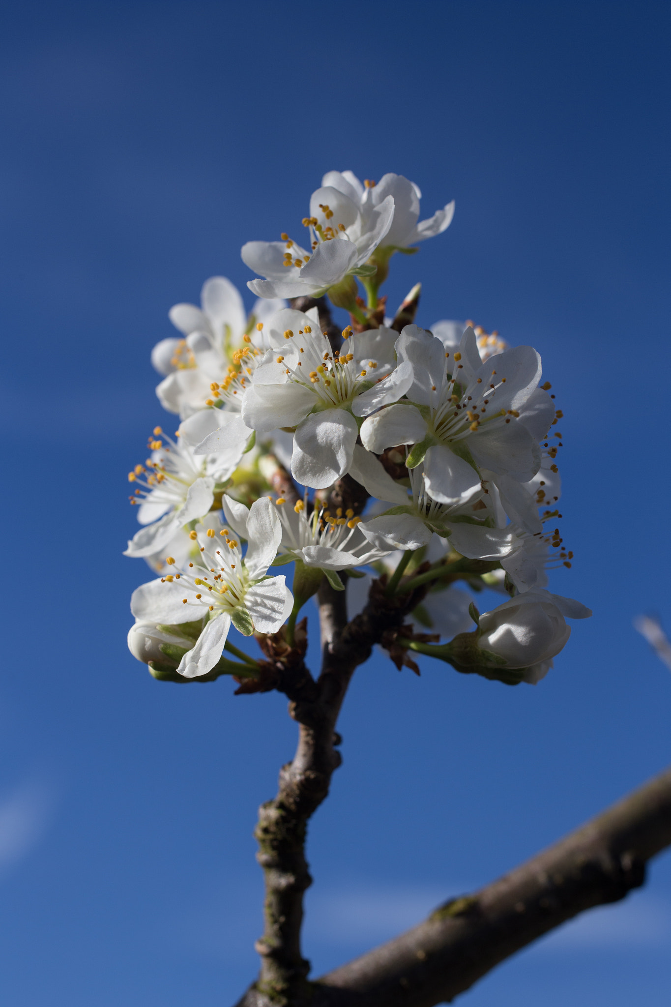 Canon EOS 6D + Sigma 50mm f/2.8 EX sample photo. White and blue photography