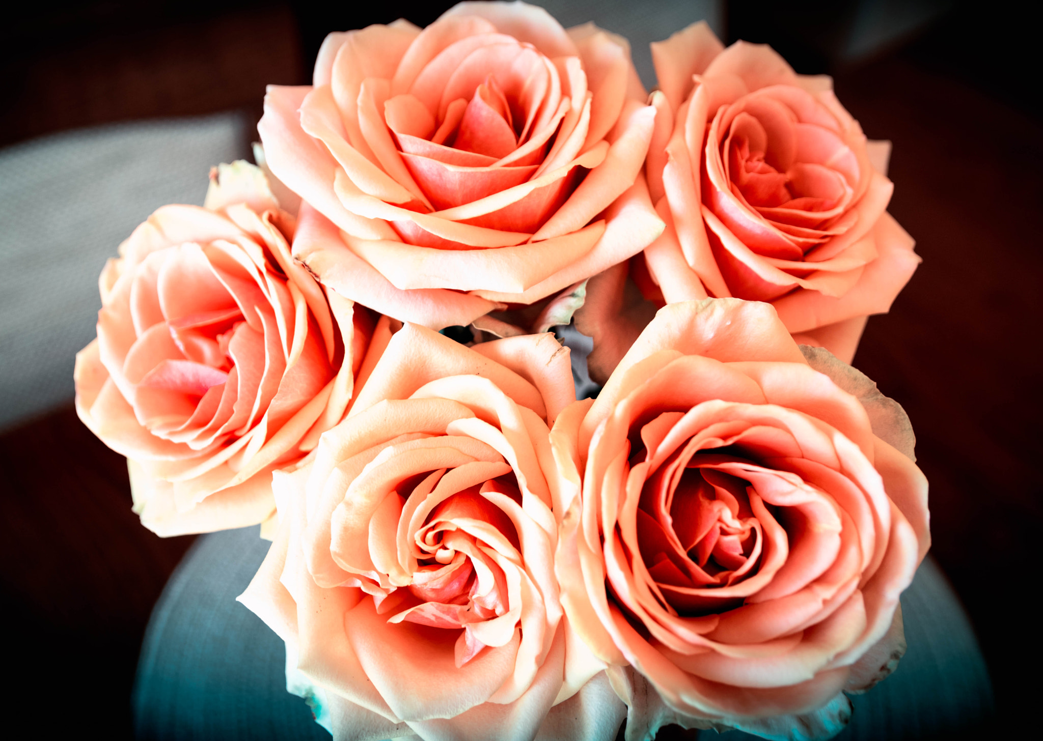 Nikon D5300 + Sigma 17-50mm F2.8 EX DC OS HSM sample photo. Gentle roses. photography