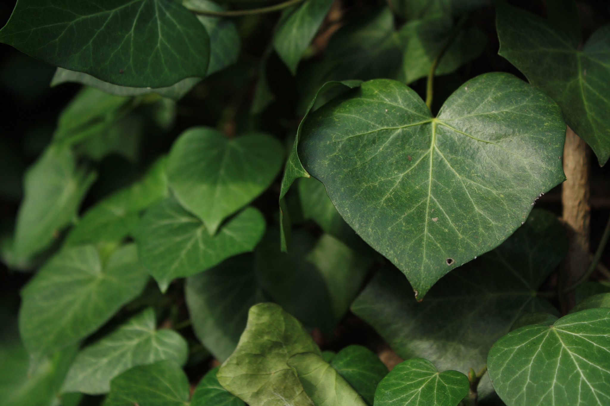 Canon EF-S 18-55mm F3.5-5.6 IS sample photo. Green composition photography