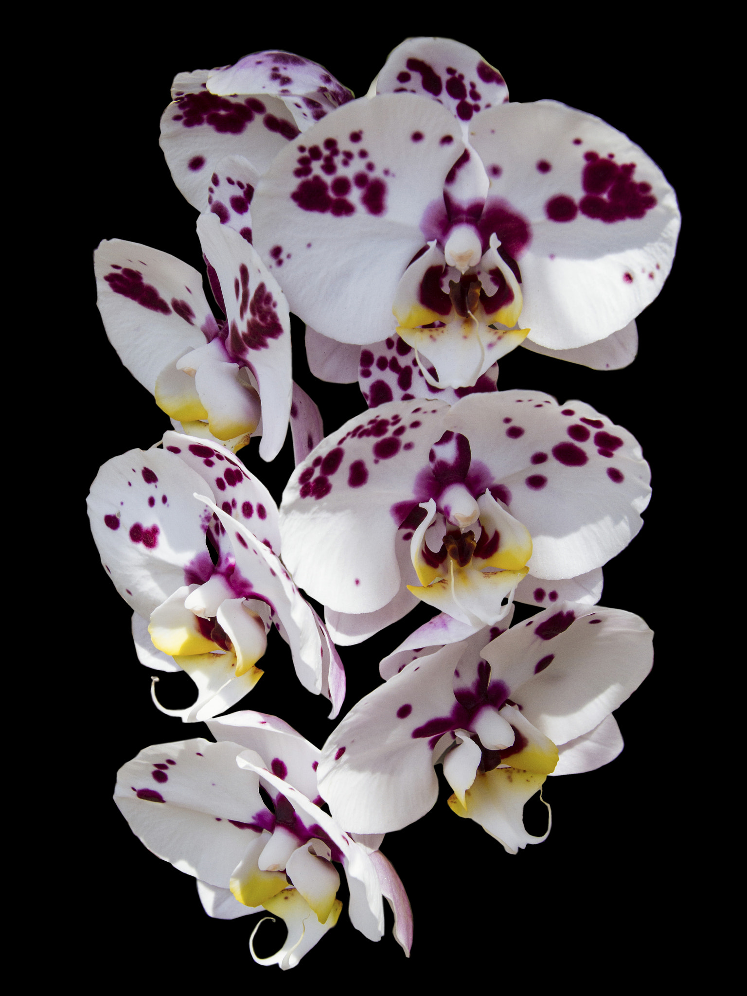 Canon EOS 7D sample photo. White and magenta orchids photography
