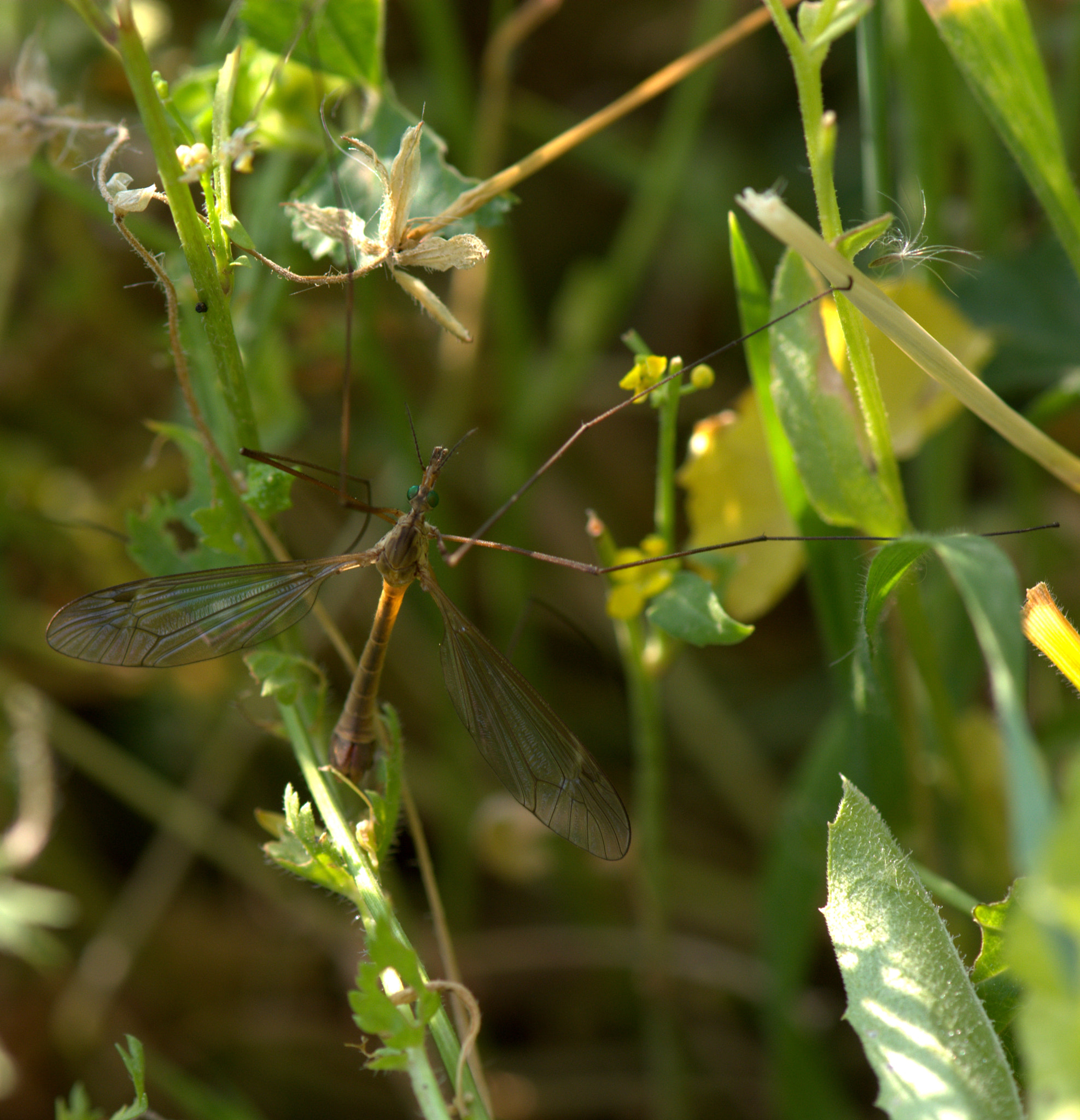 Nikon AF-S Micro-Nikkor 105mm F2.8G IF-ED VR sample photo. Dragonfly photography