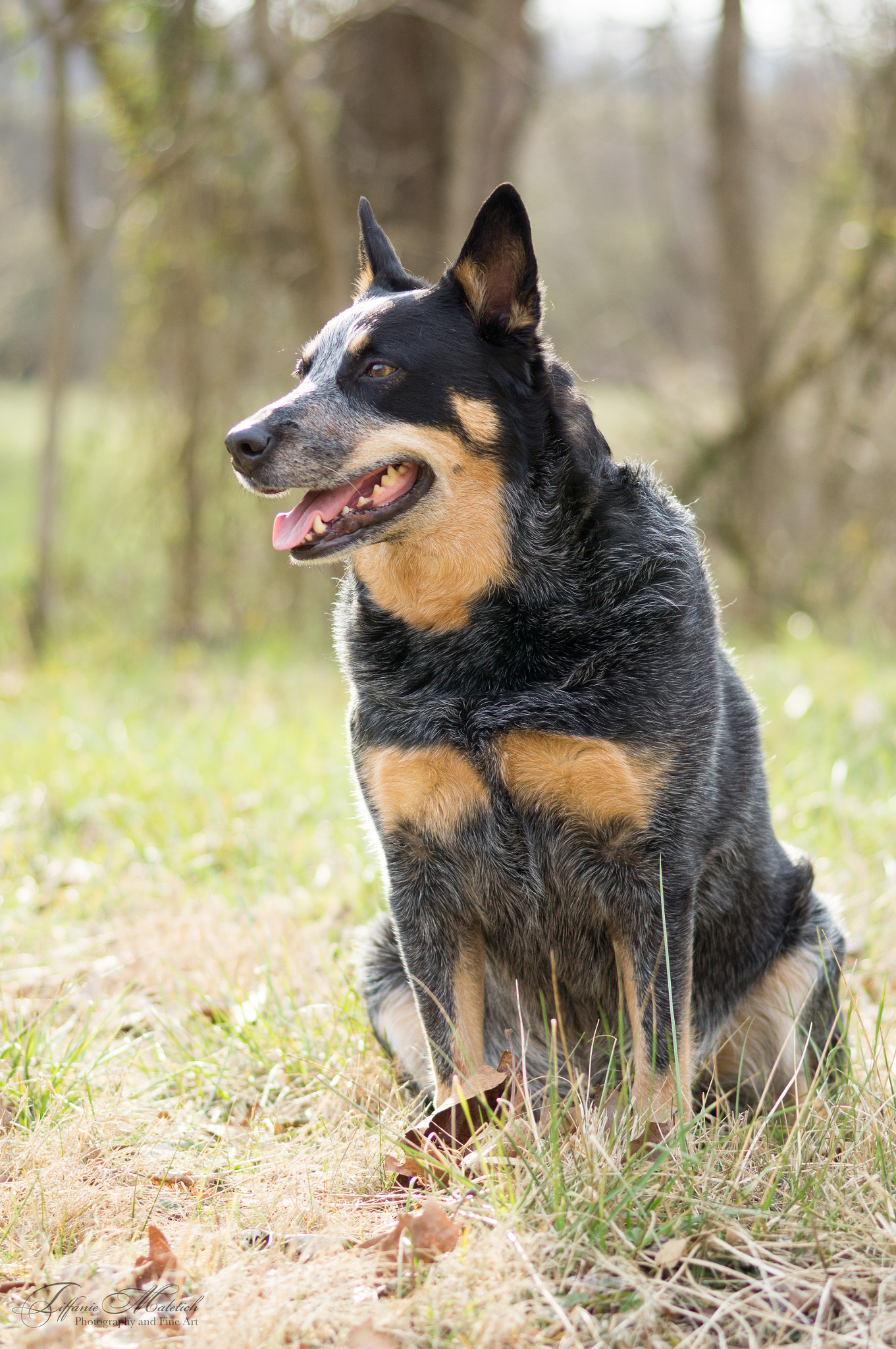 Sony 85mm F2.8 SAM sample photo. Cattle dog in the morning photography