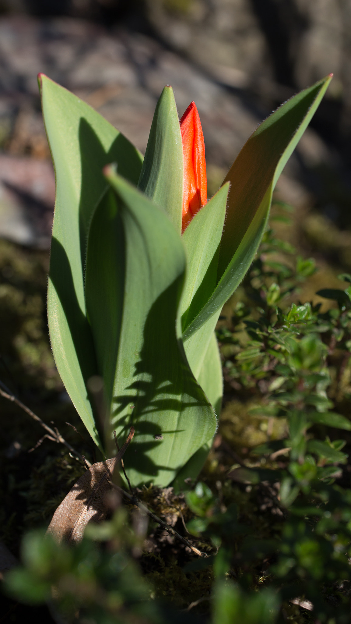 Canon EOS 6D + Sigma 50mm f/2.8 EX sample photo. Green and red photography