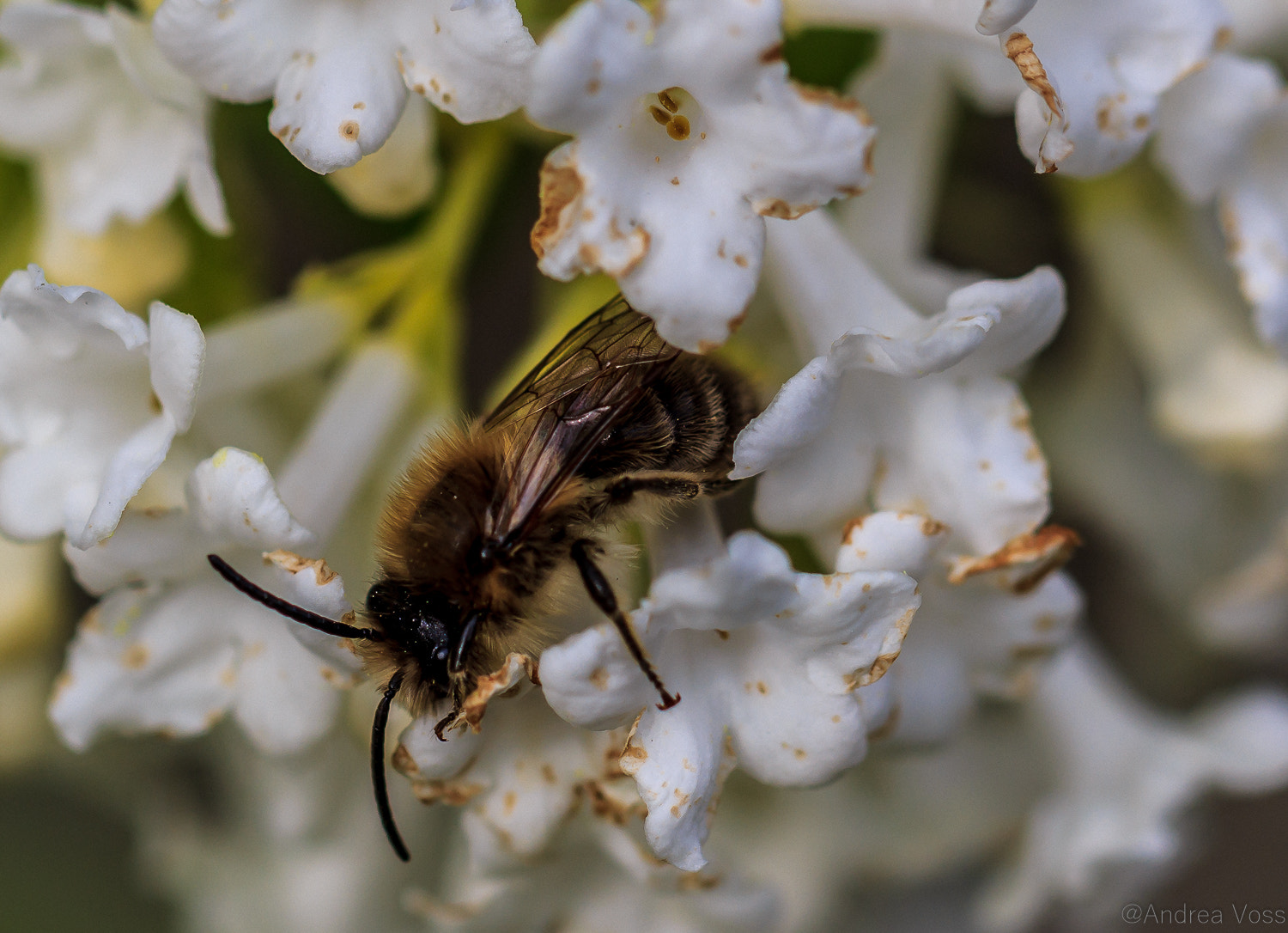 Canon EOS 60D + Canon EF 100mm F2.8L Macro IS USM sample photo. Young honeybee photography