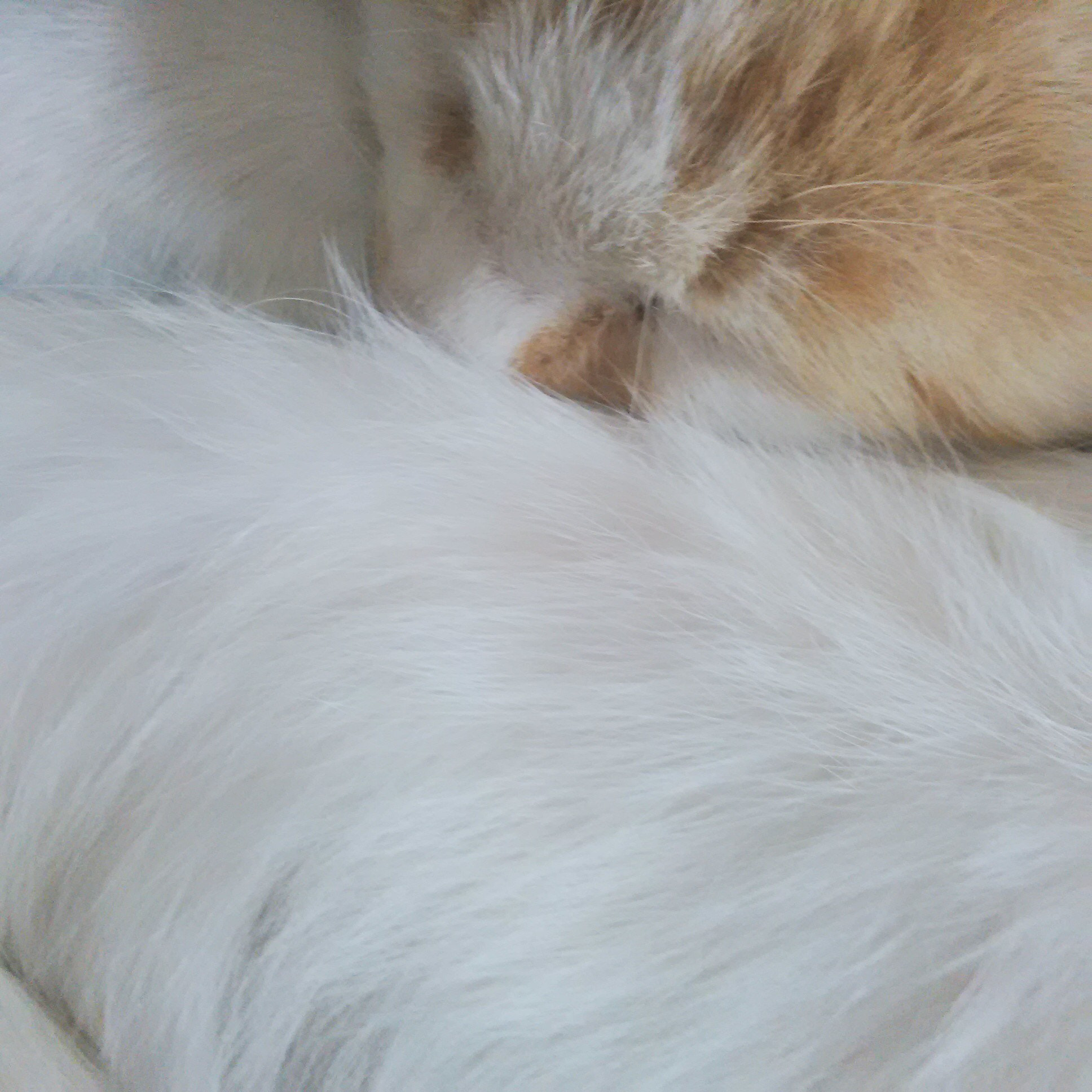 BlackBerry Q5 sample photo