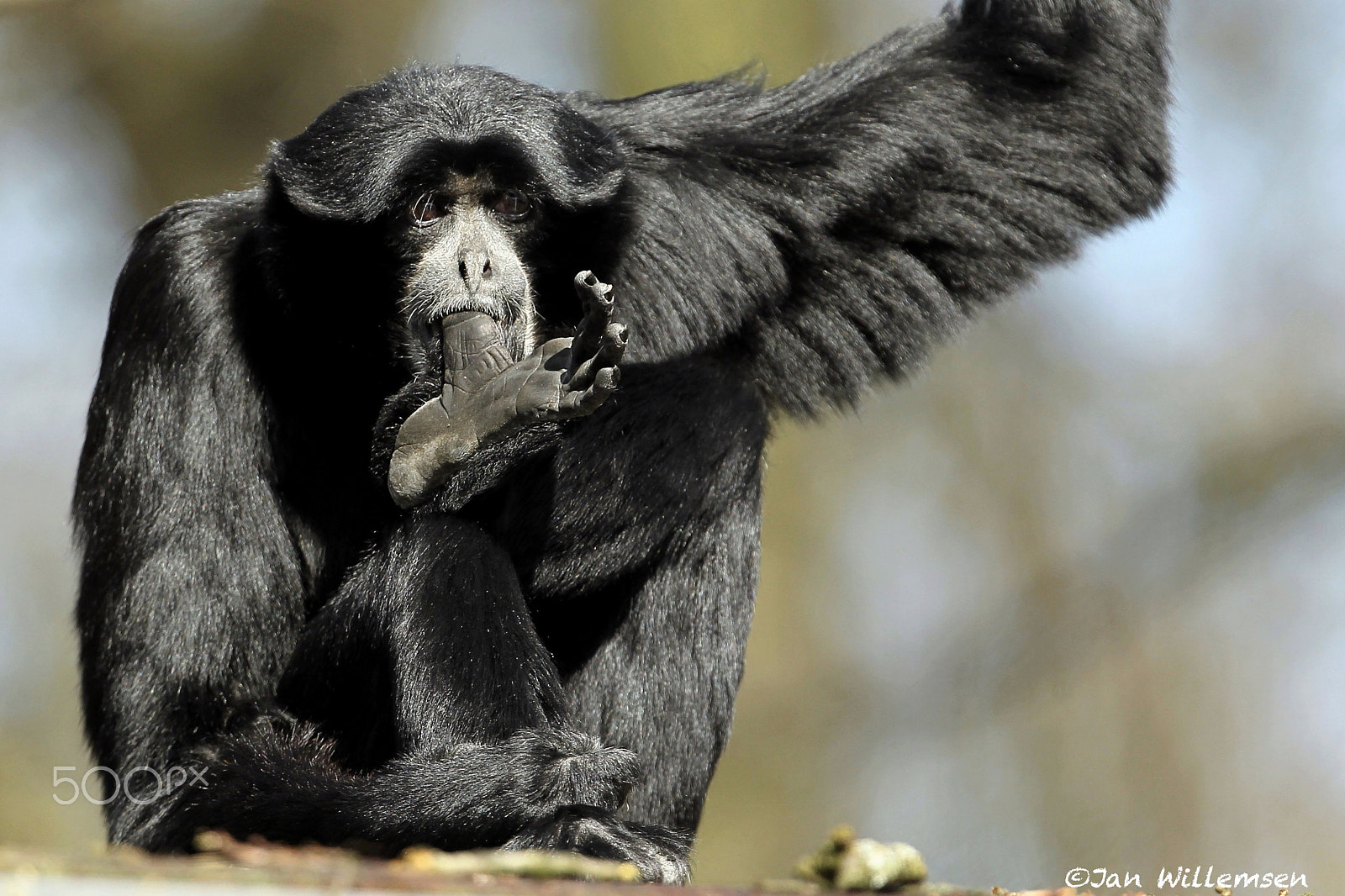 Canon EF 300mm F2.8L IS II USM sample photo. Siamang photography