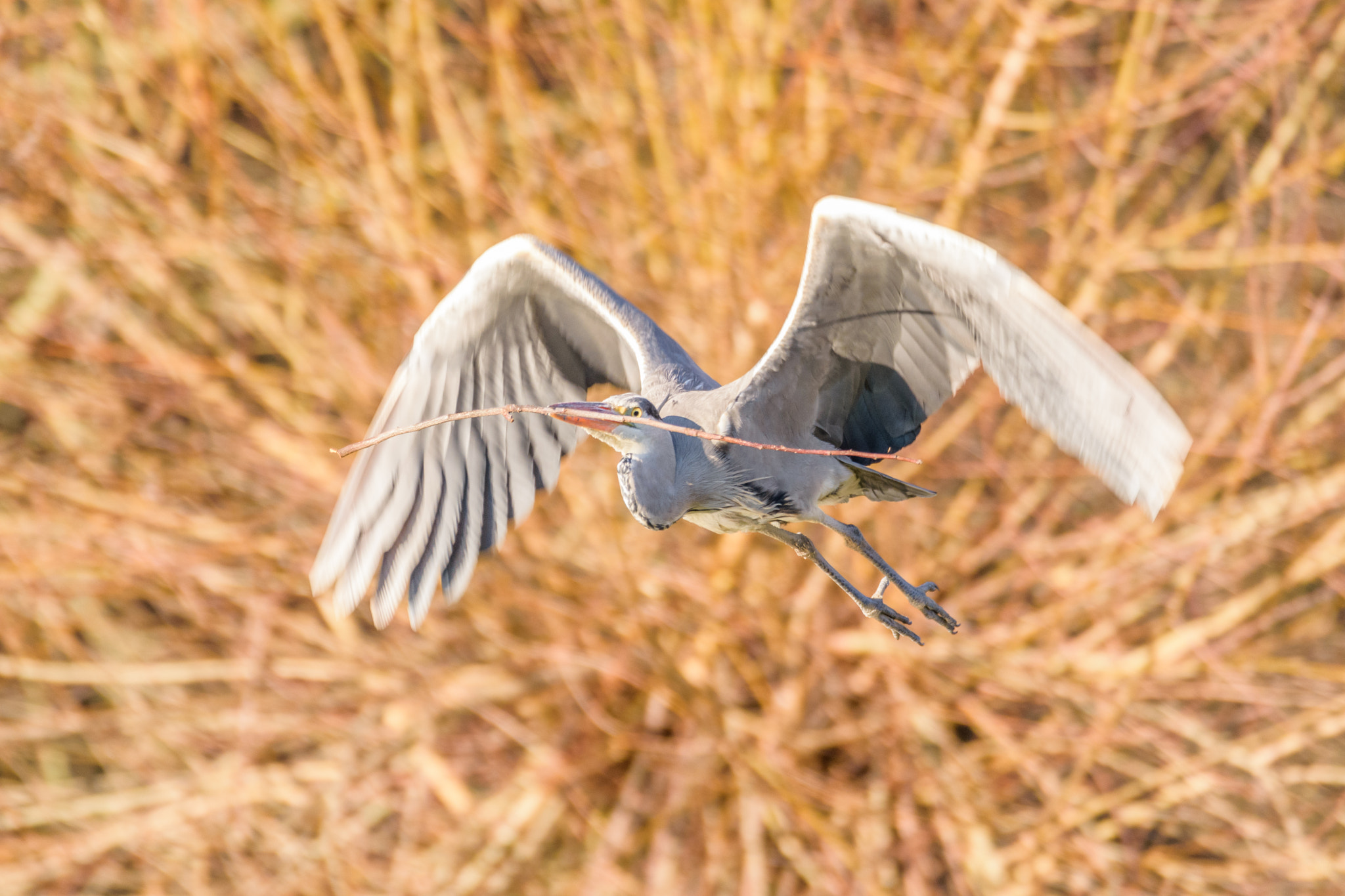 Nikon D7200 + Sigma 150-600mm F5-6.3 DG OS HSM | C sample photo. Grey heron photography