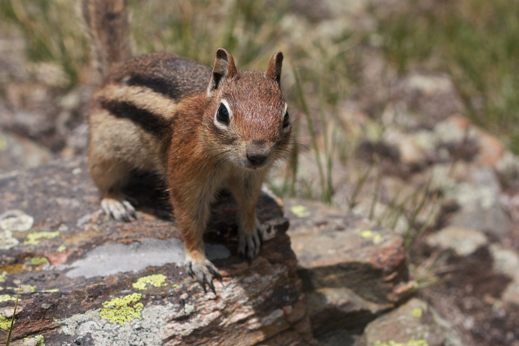 Canon EOS 450D (EOS Rebel XSi / EOS Kiss X2) sample photo. Curious squirrel photography