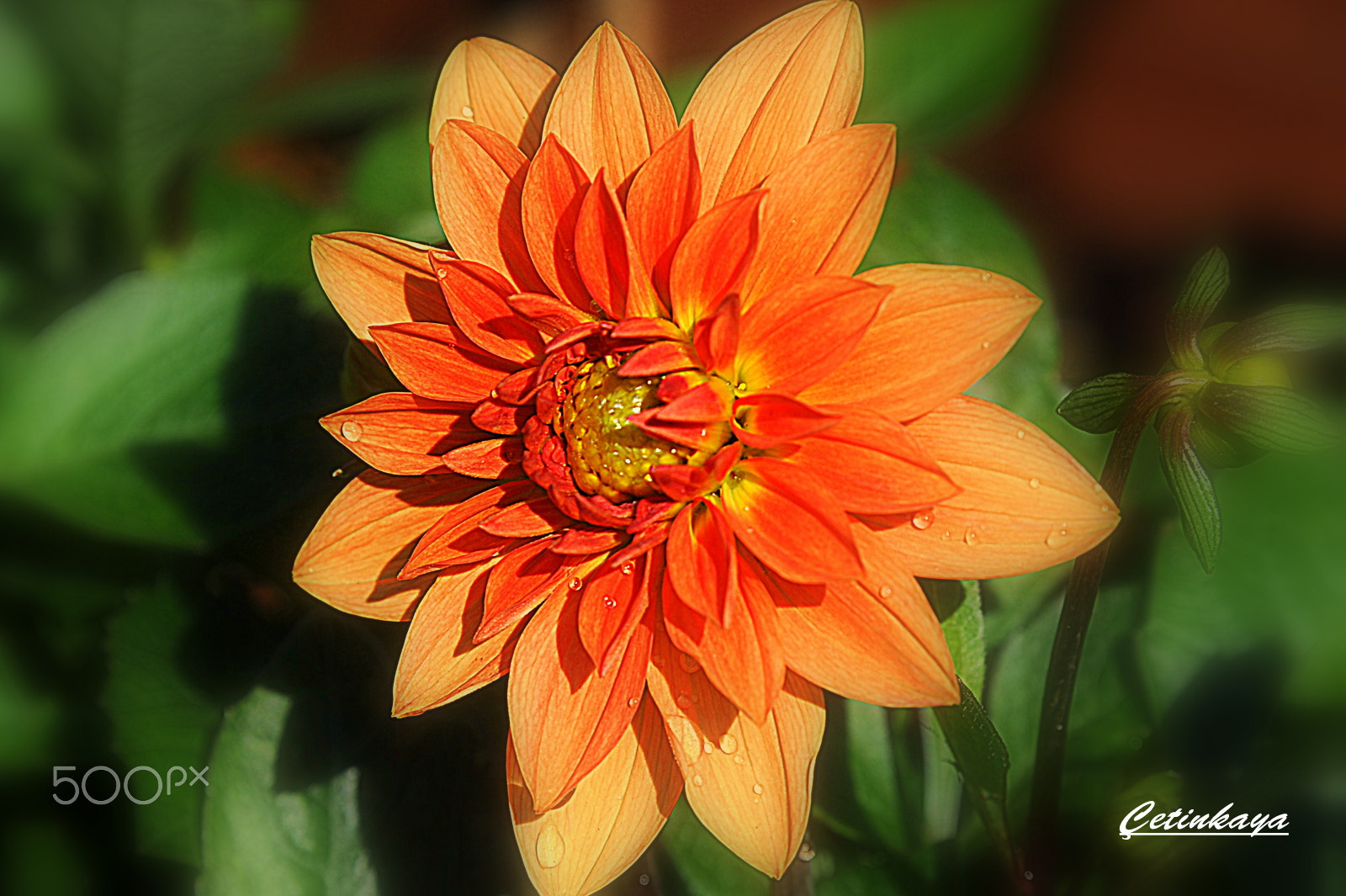 Nikon D3 sample photo. Beauty photography