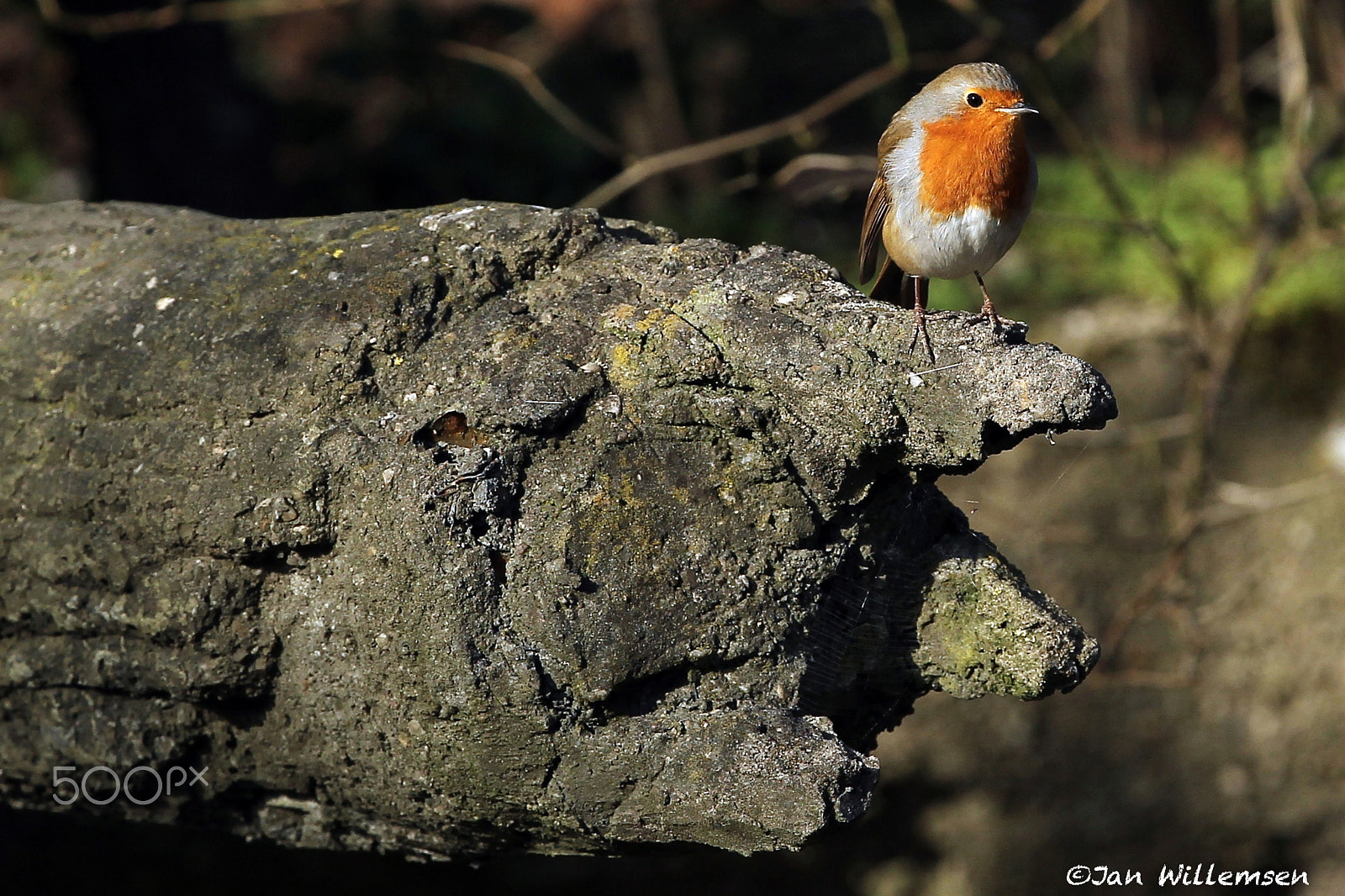 Canon EF 300mm F2.8L IS II USM sample photo. European robin photography