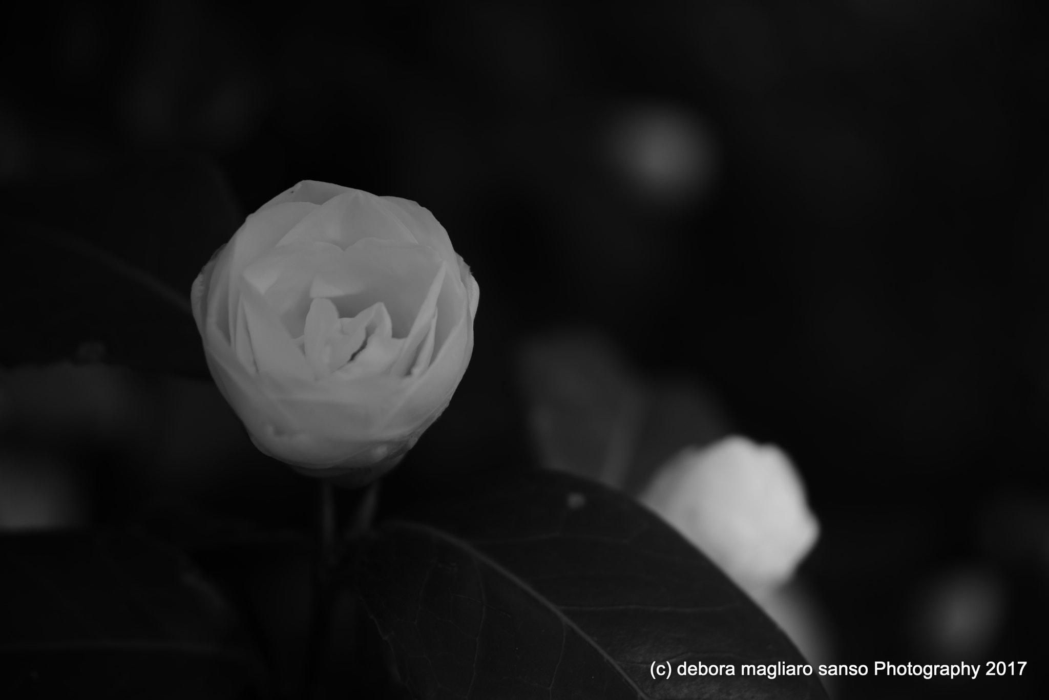 Nikon AF Nikkor 24-85mm F2.8-4D IF sample photo. Lost memories photography