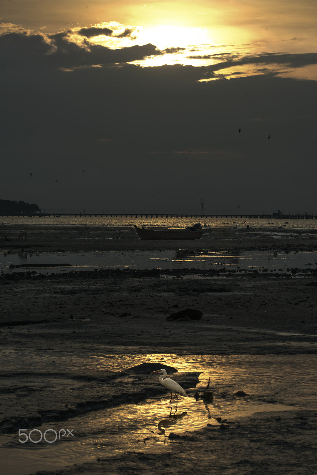 Nikon AF-S Nikkor 70-200mm F4G ED VR sample photo. Sunset with egret on the sea. photography