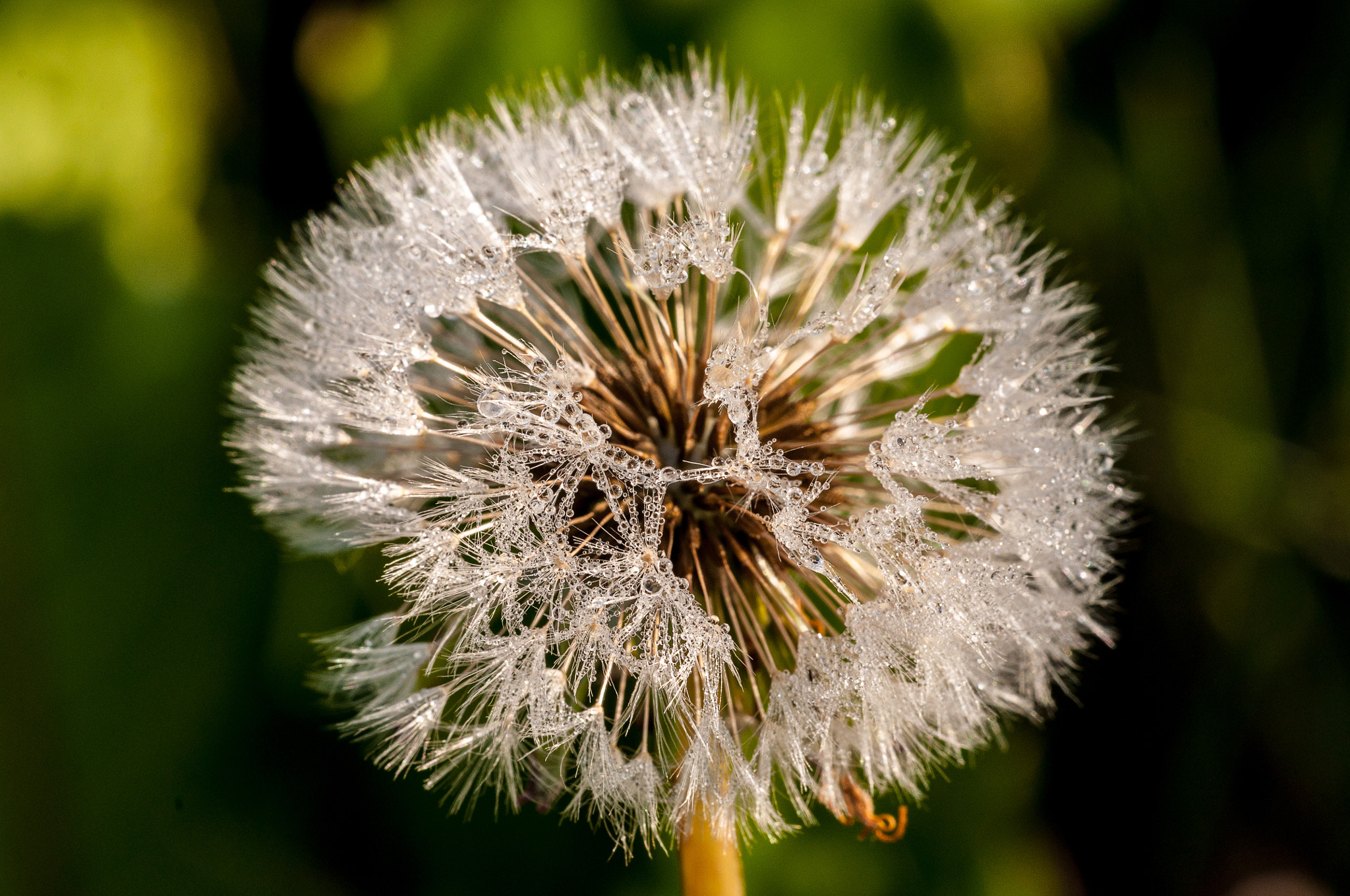 Sigma 150mm F2.8 EX DG Macro HSM sample photo. Dandelion droplets photography