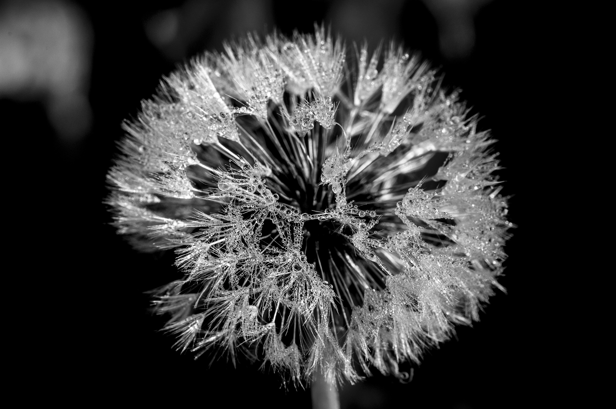 Nikon D5000 sample photo. Dandelion droplets photography