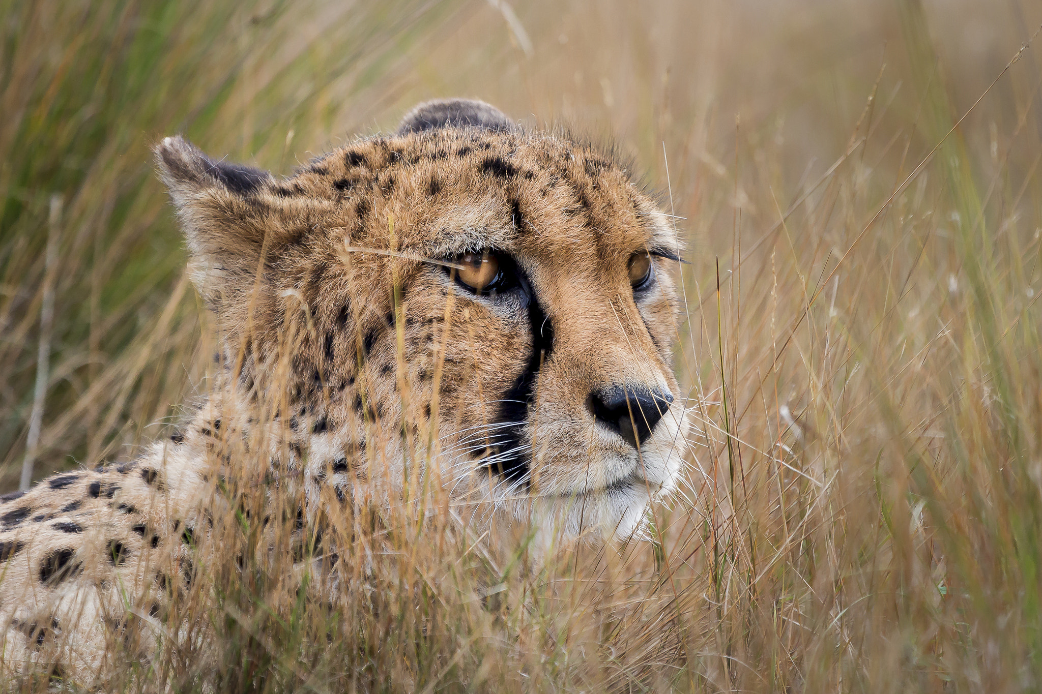 Canon EF 100-400mm F4.5-5.6L IS USM sample photo. Rb bewerkt photography