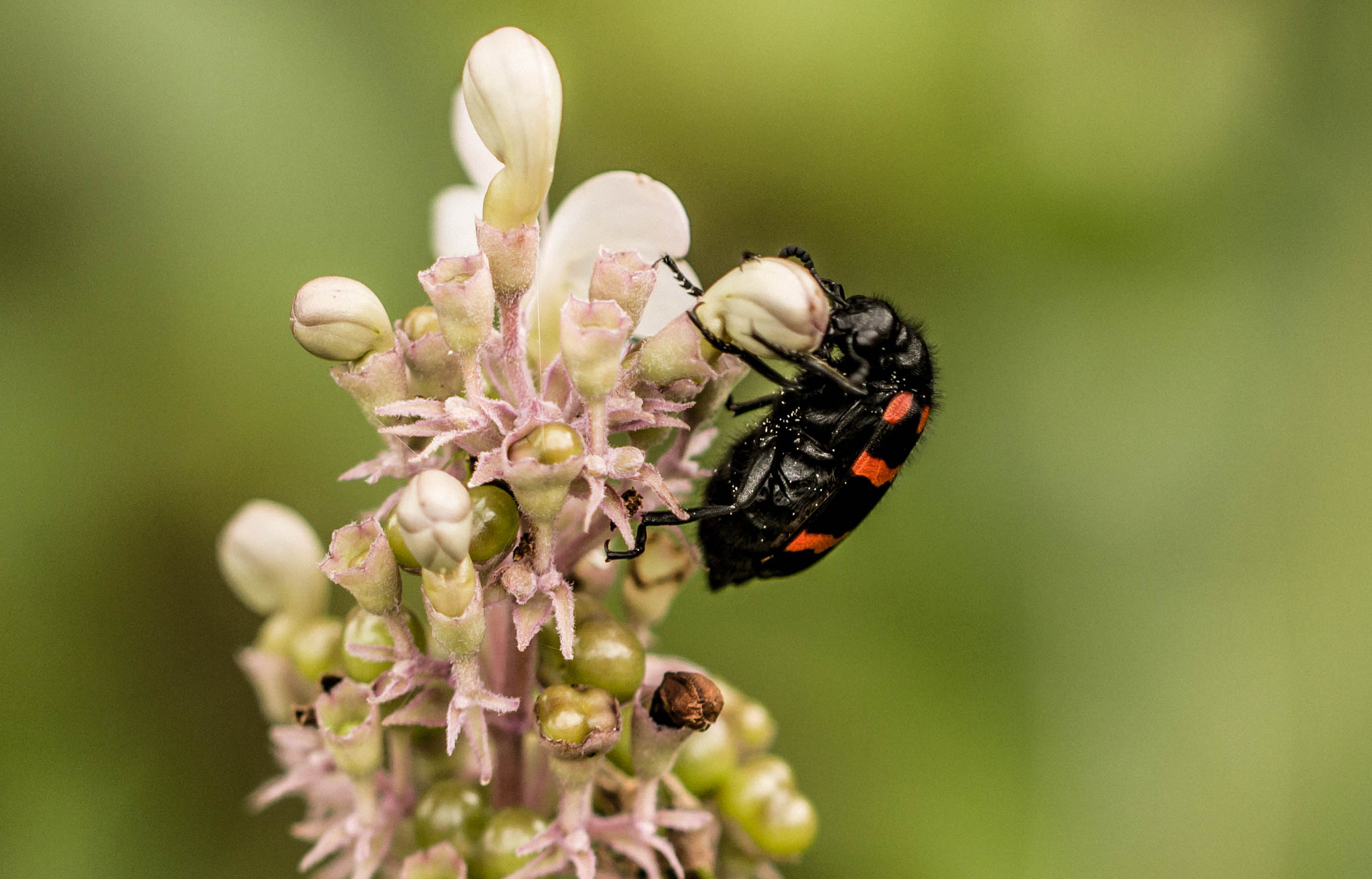 Canon EF 100mm F2.8L Macro IS USM sample photo. Img photography