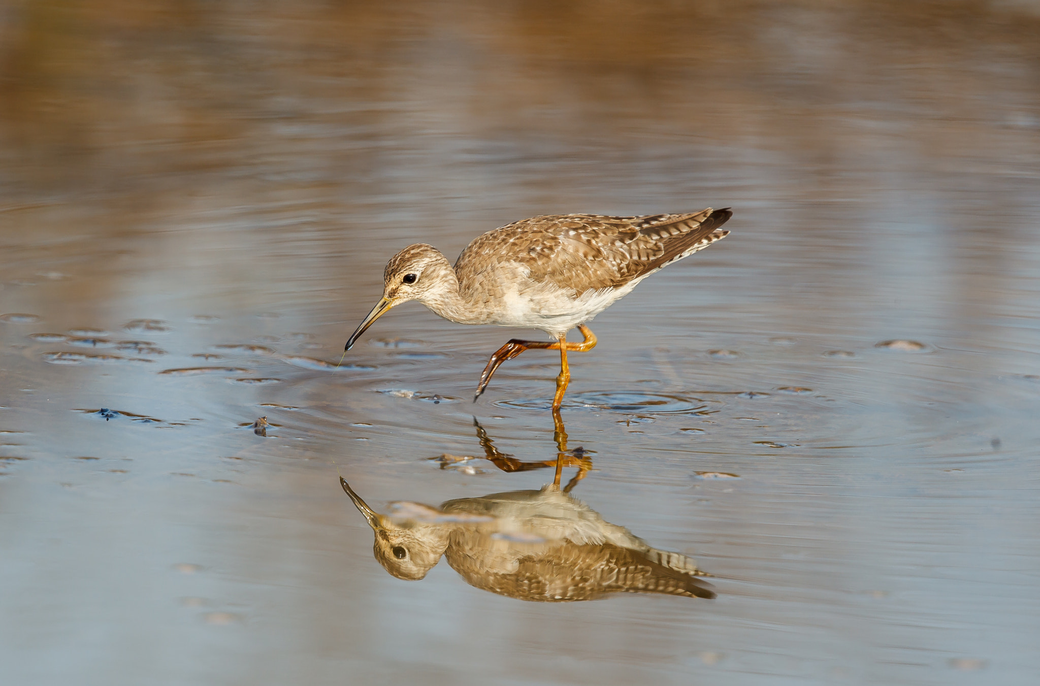 Canon EOS-1D Mark IV + Canon EF 500mm F4L IS II USM sample photo. Me and my reflection - wood sandpiper photography