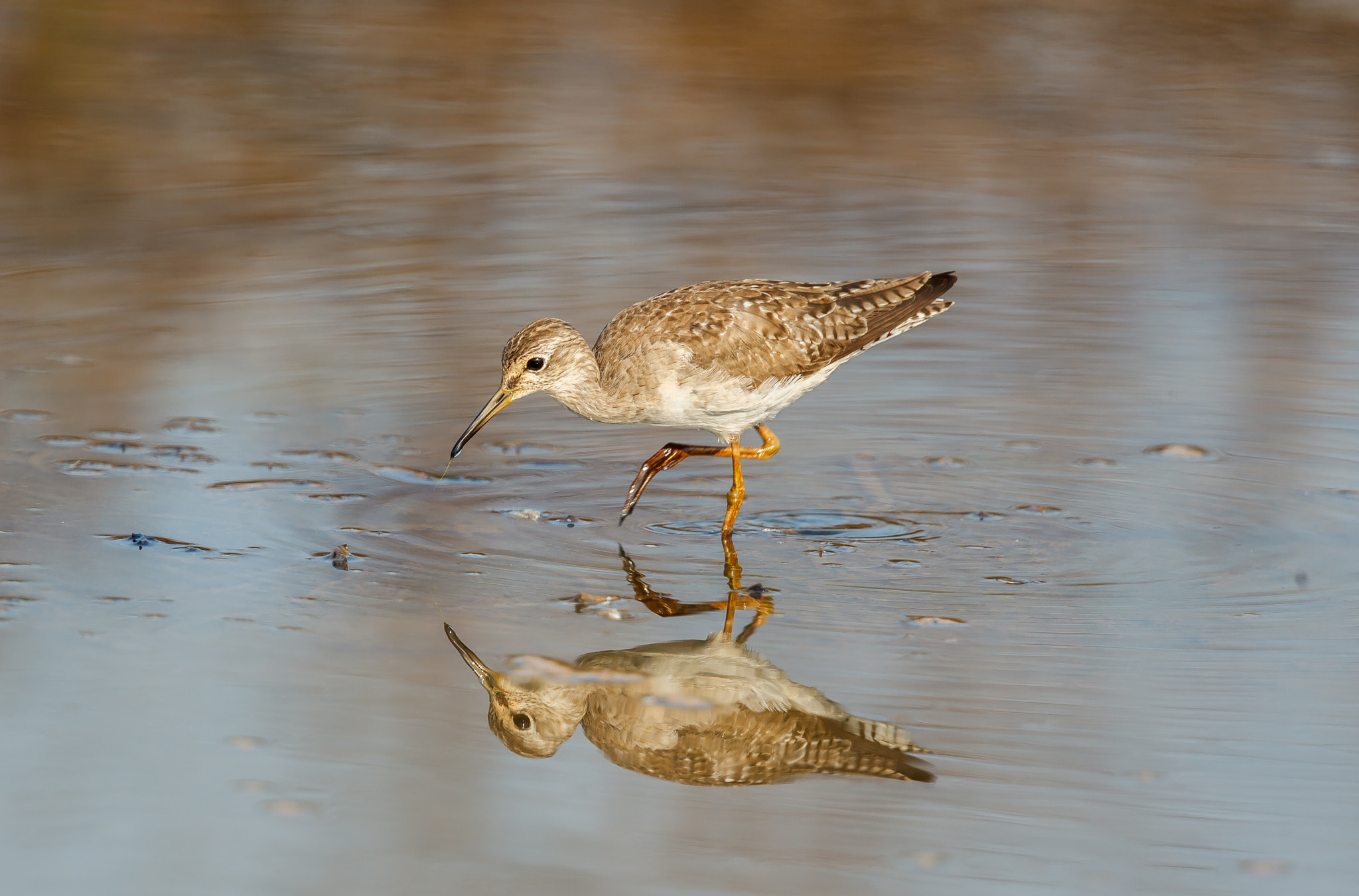 Canon EF 500mm F4L IS II USM sample photo. Me and my reflection - wood sandpiper photography