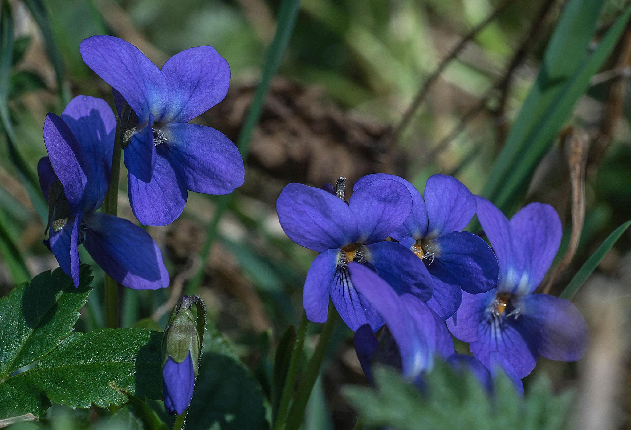 Sony FE 90mm F2.8 Macro G OSS sample photo. Viola odorata photography