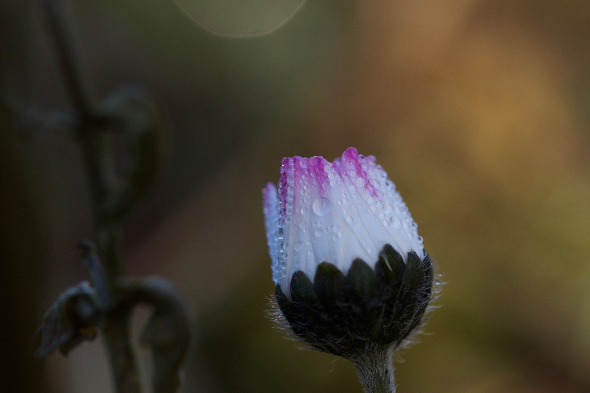Canon EF 100mm F2.8L Macro IS USM sample photo. Daisy photography