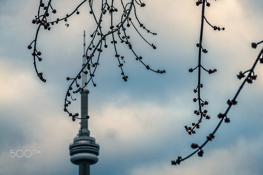 Canon EOS 7D + Canon EF 50mm F1.8 STM sample photo. Sky high photography